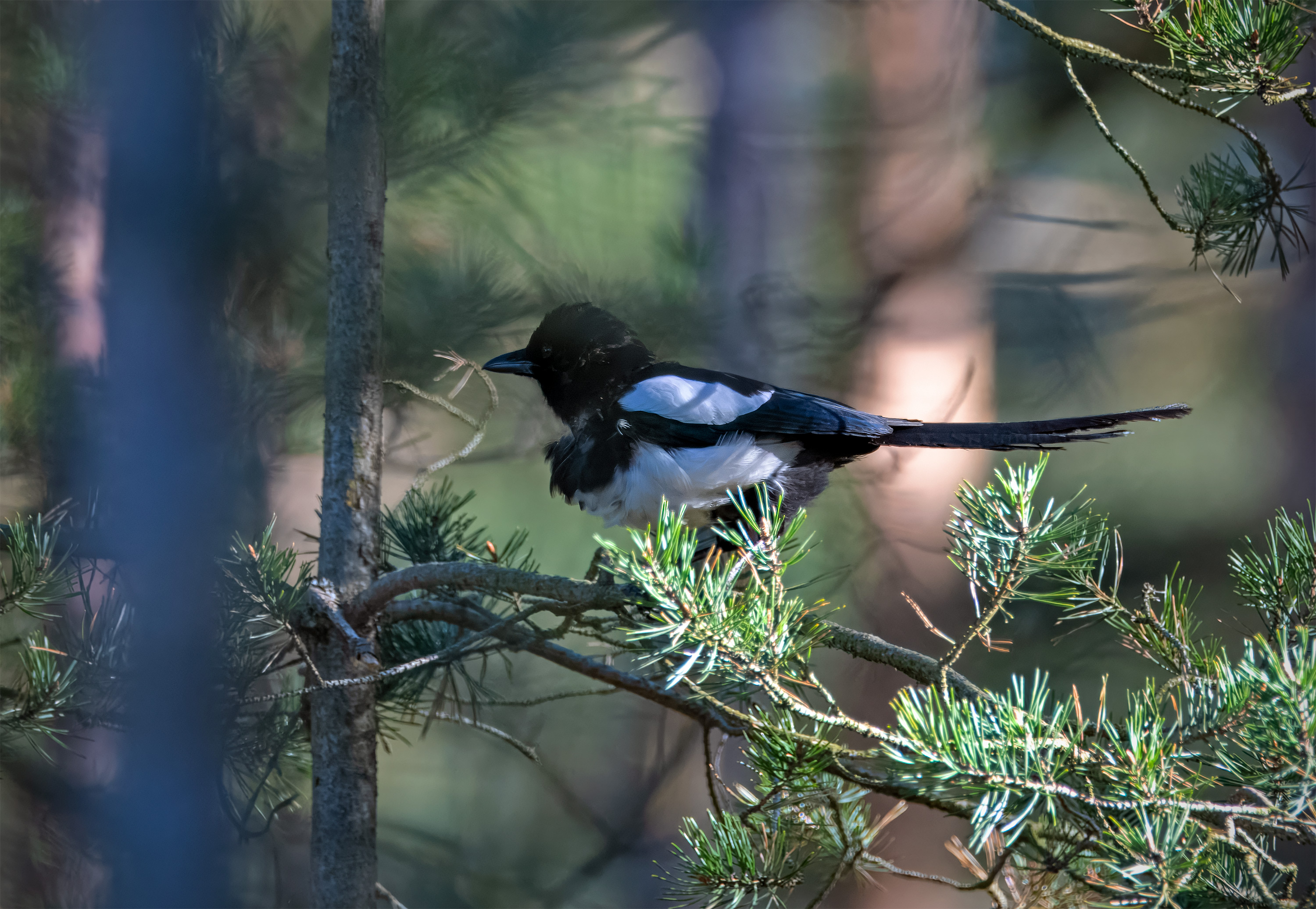 Pica pica. Falkenberg, Sweden. Photo: Lars Salomon. CC BY-NC 4.0.