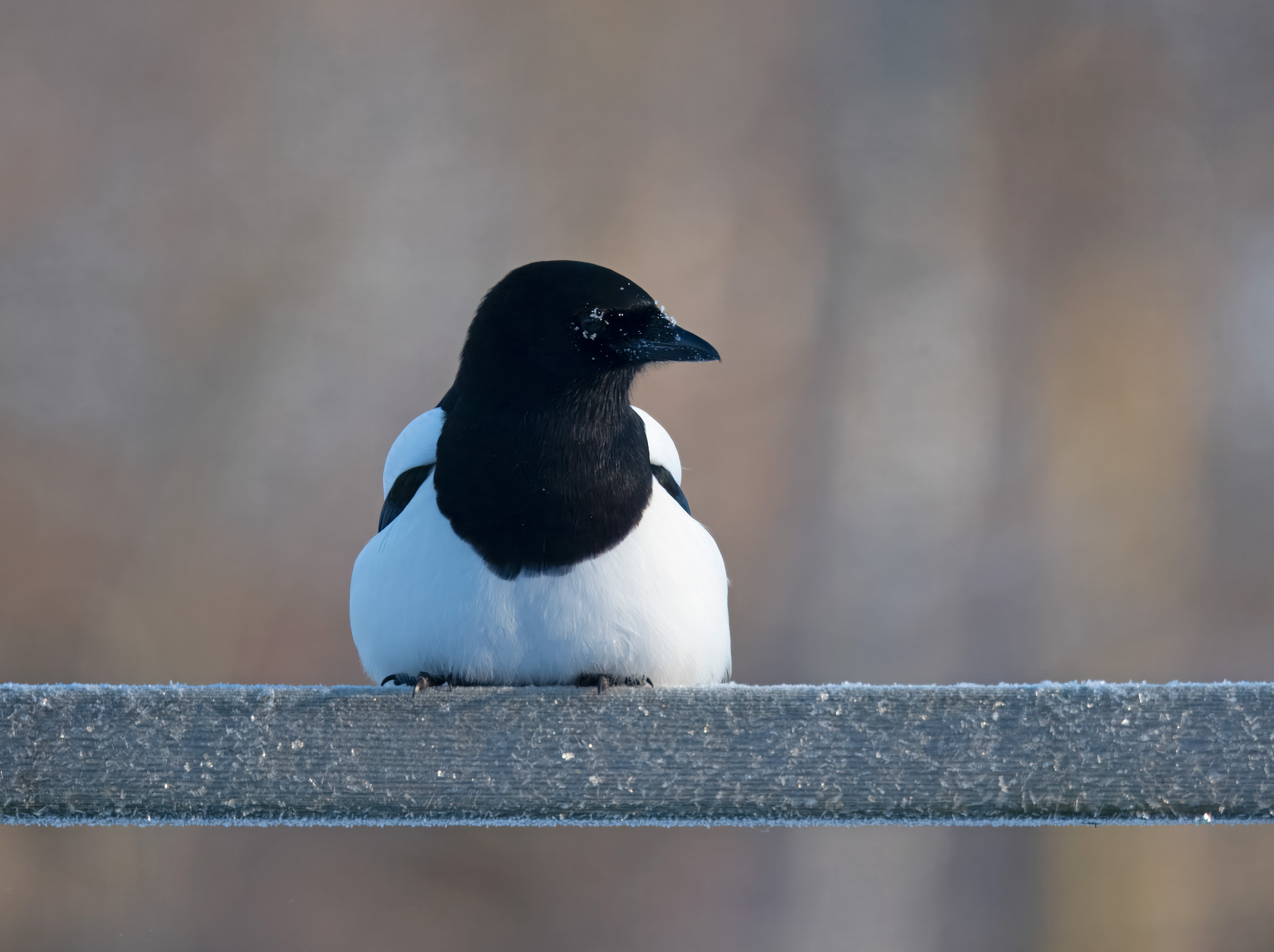 Pica pica. Hjälmshult, Sweden. Photo: Lars Salomon. CC BY-NC 4.0.