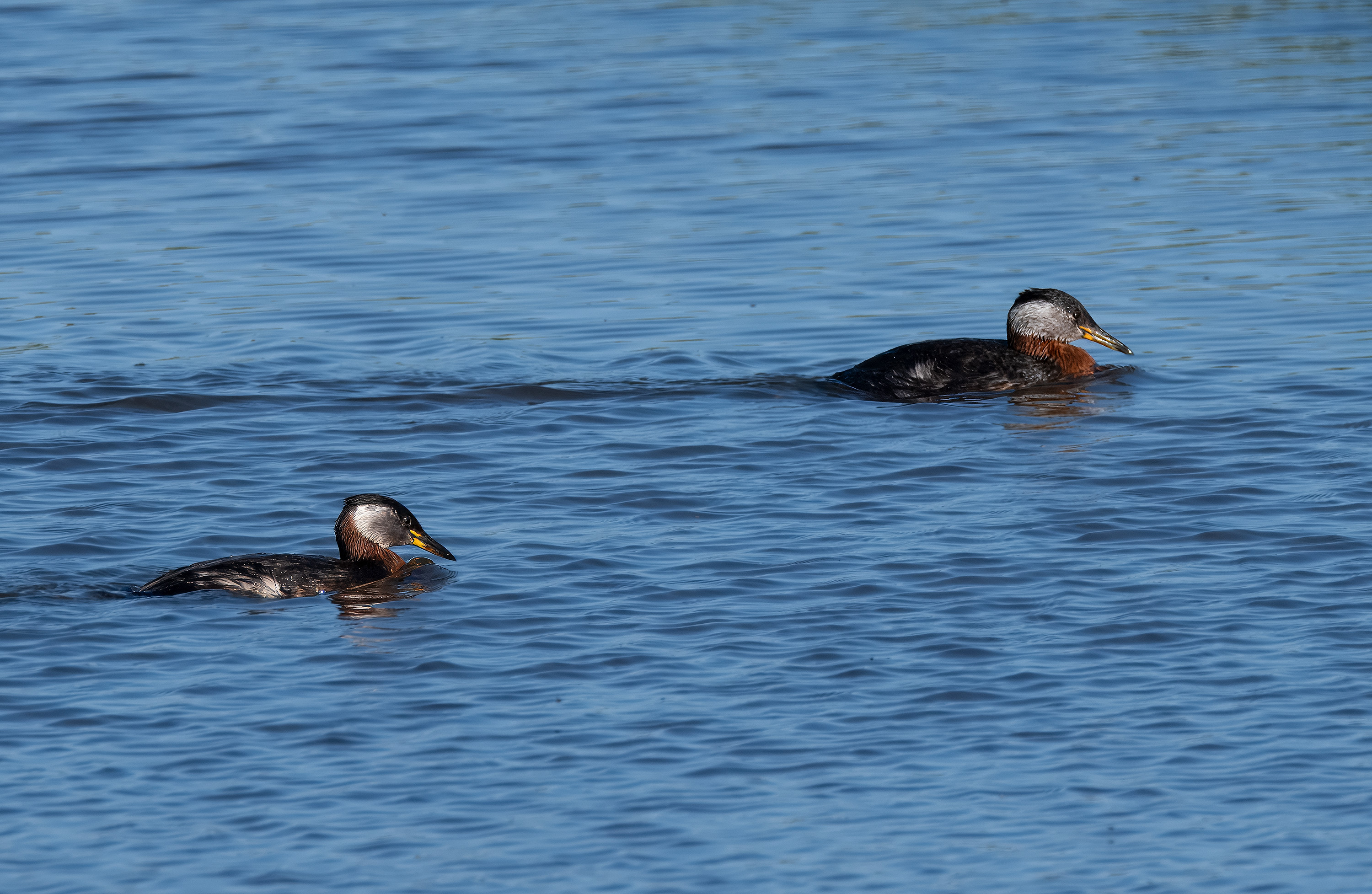 Podiceps grisegena. Hasslarps dammar, Sweden. Photo: Lars Salomon. CC BY-NC 4.0.