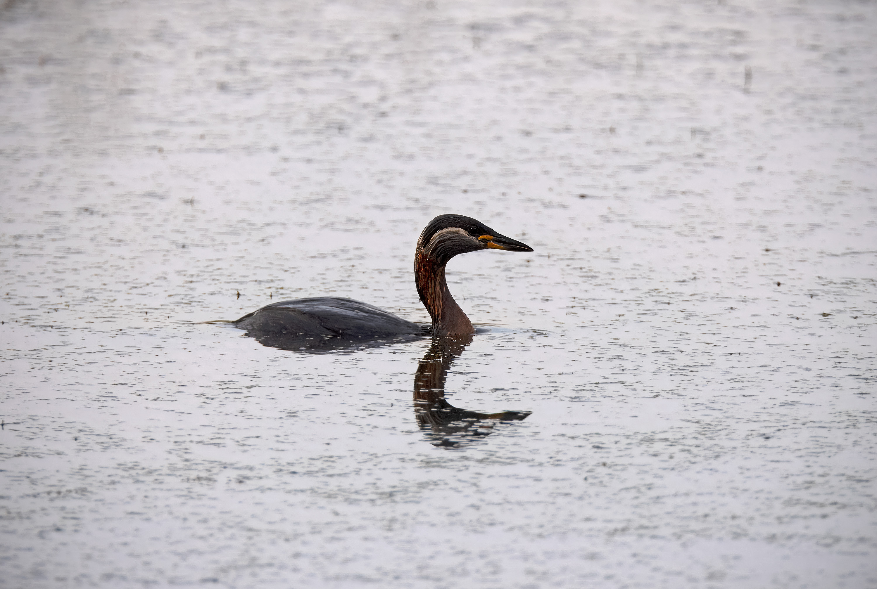 Podiceps grisegena. Trönninge ängar, Sweden. Photo: Lars Salomon. CC BY-NC 4.0.