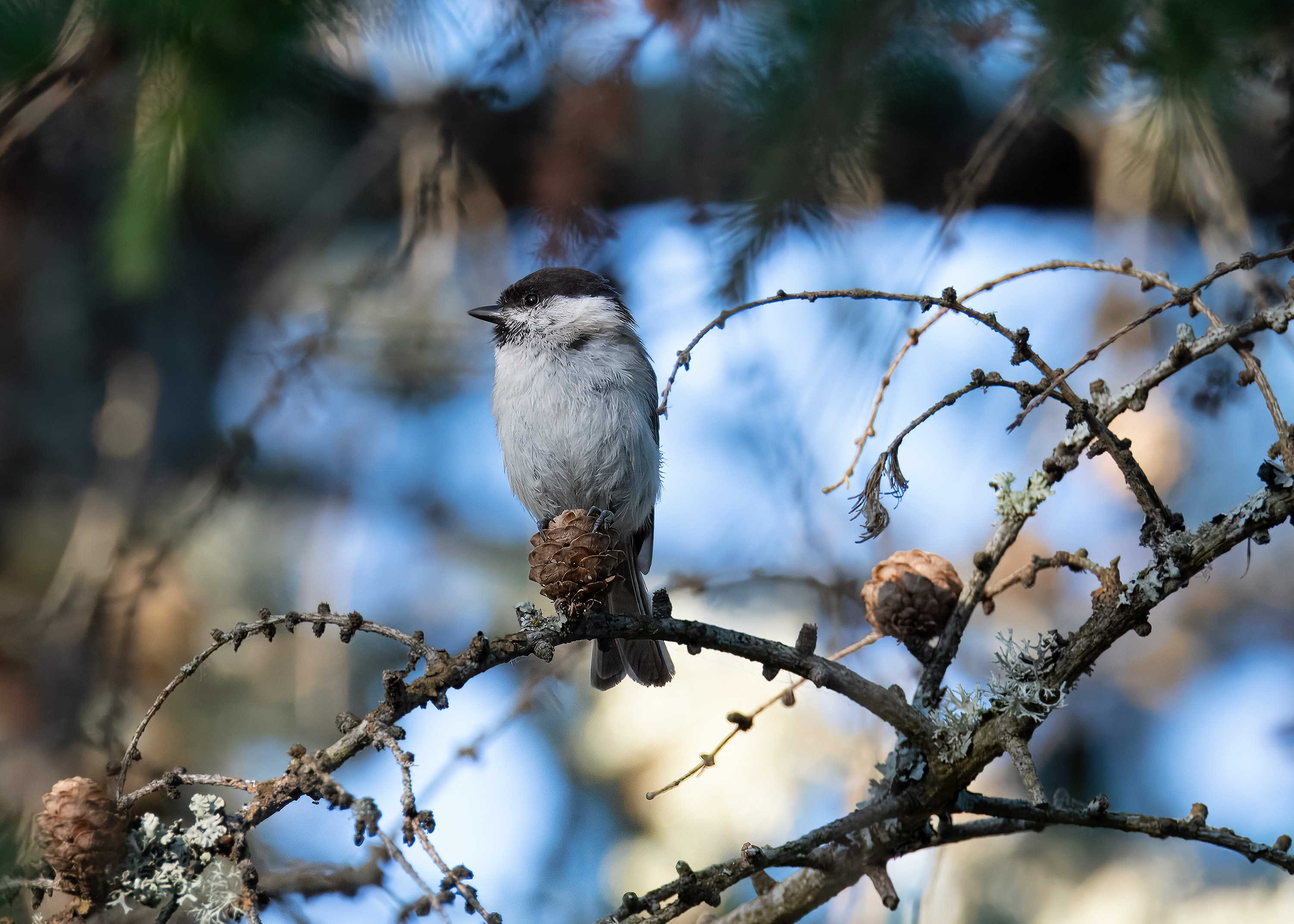 Poecile palustris. Lärkeröd, Sweden. Photo: Lars Salomon. CC BY-NC 4.0.