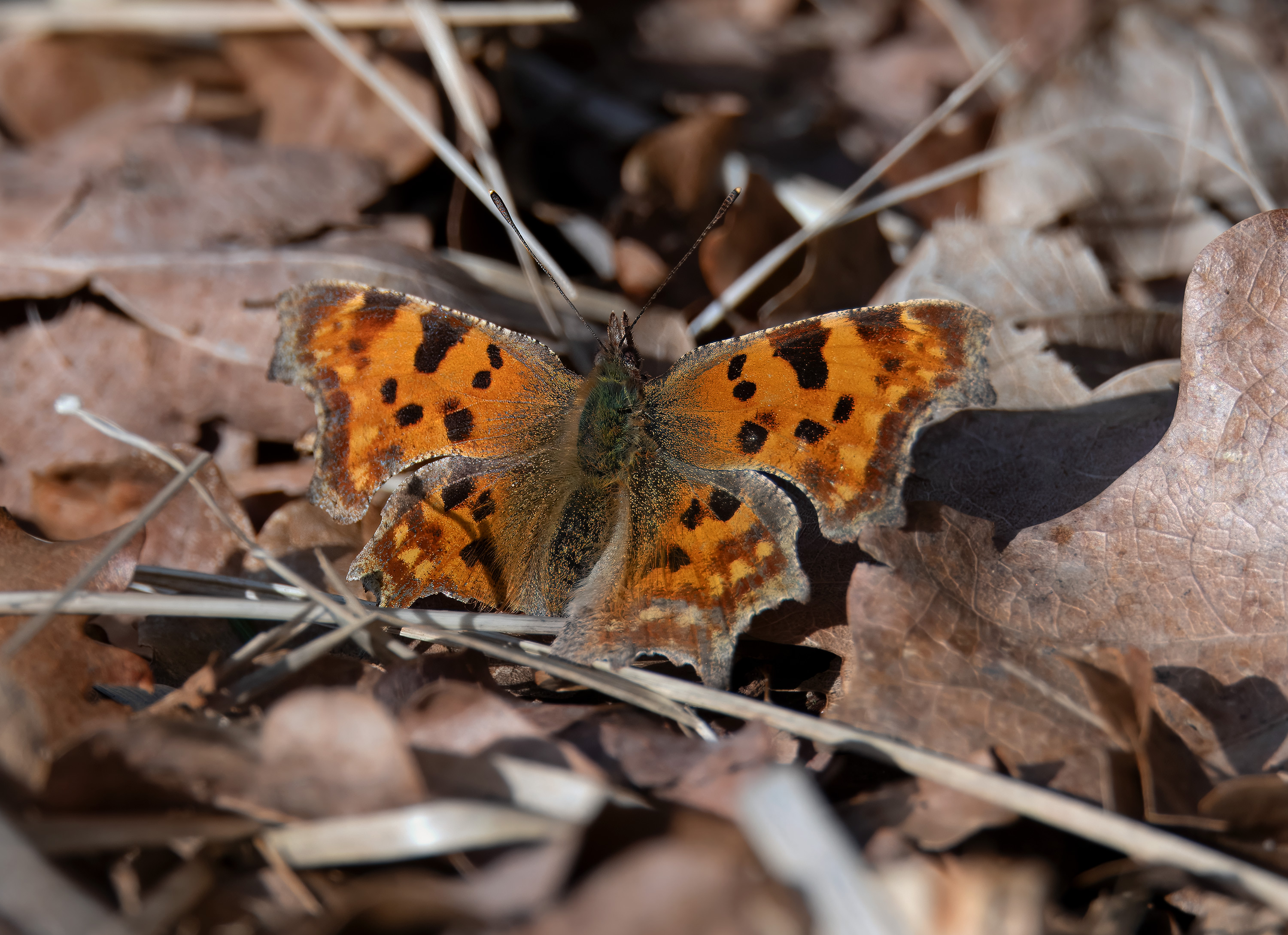 Polygonia c-album. Rössjöholm, Sweden. Photo: Lars Salomon. CC BY-NC 4.0.