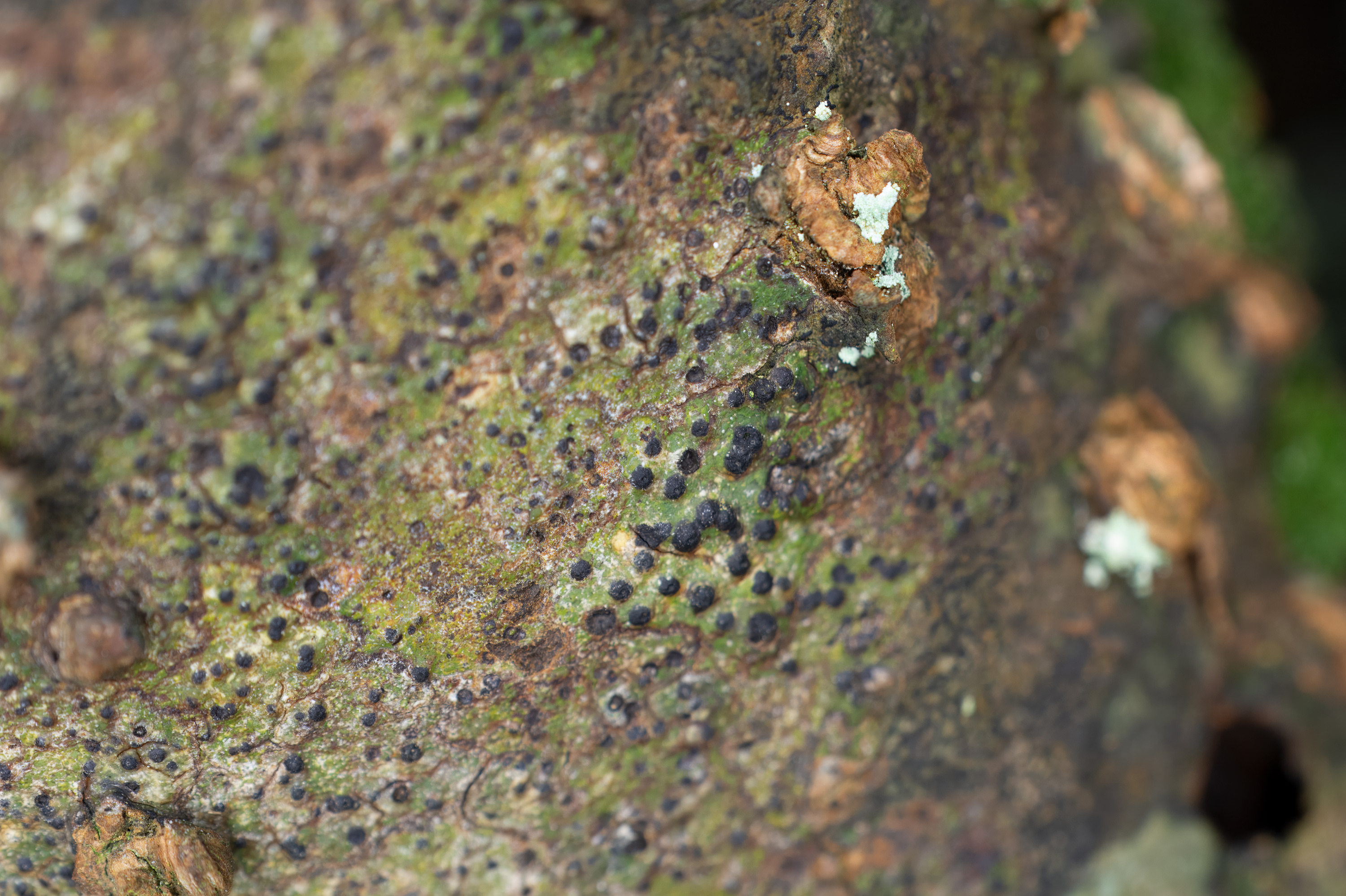 Pyrenula macrospora. Kullaberg, Sweden. Photo: Lars Salomon. CC BY-NC 4.0.