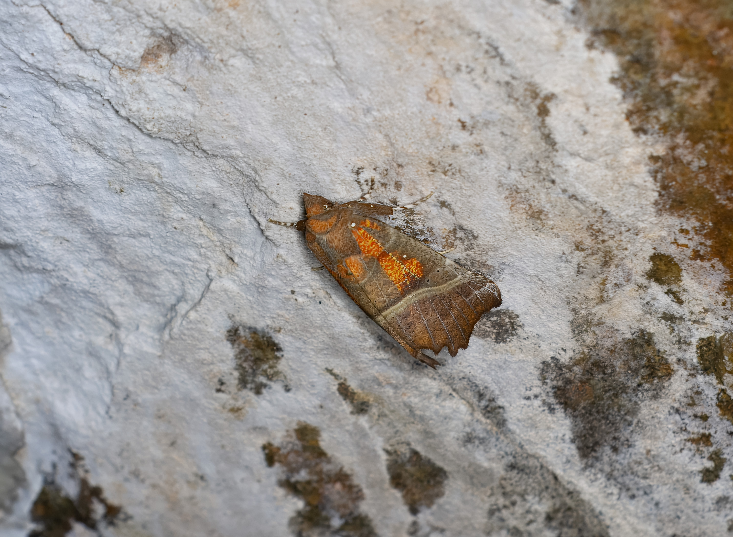 Scoliopteryx libatrix. Kullaberg, Sweden. Photo: Lars Salomon. CC BY-NC 4.0.