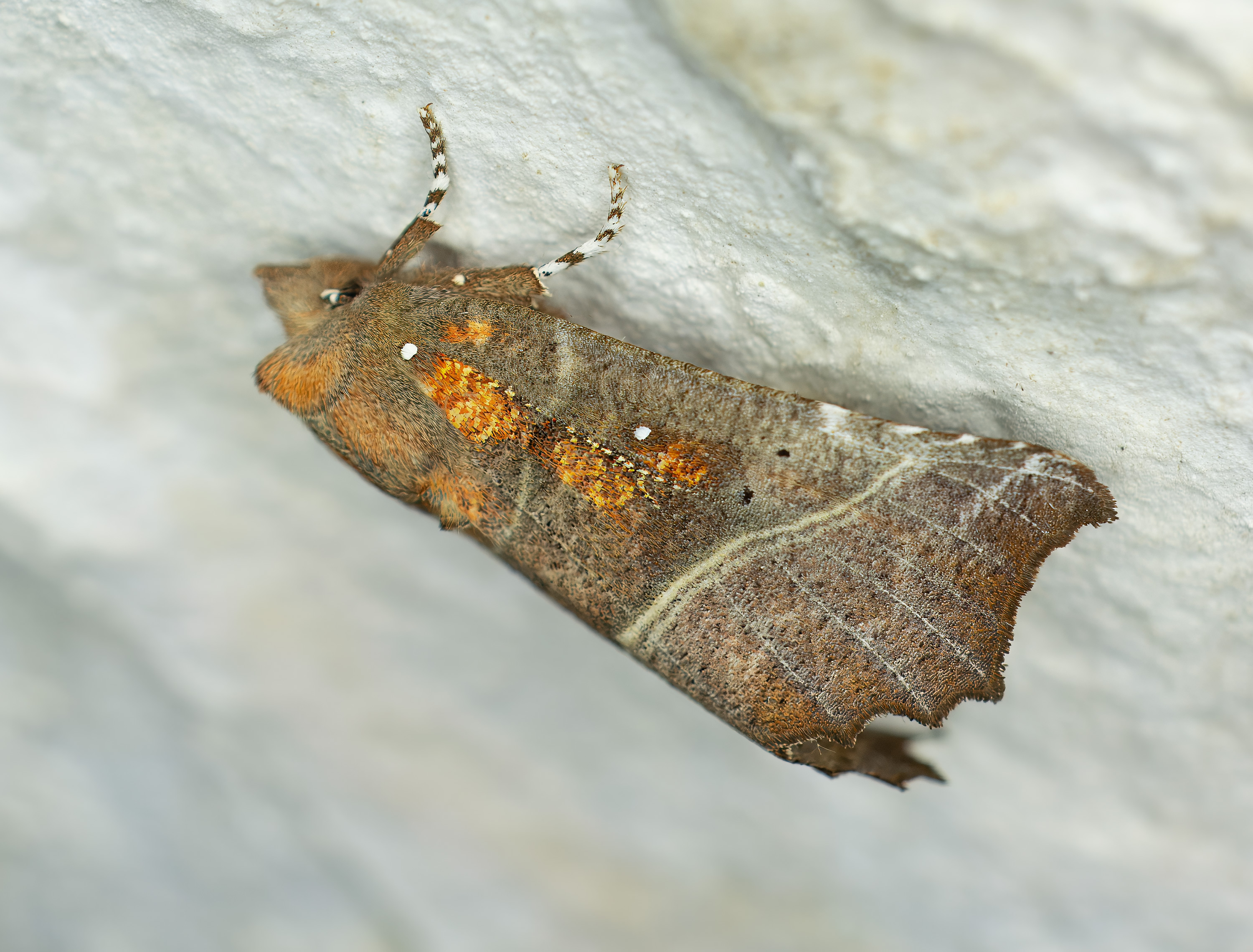 Scoliopteryx libatrix. Kullaberg, Sweden. Photo: Lars Salomon. CC BY-NC 4.0.