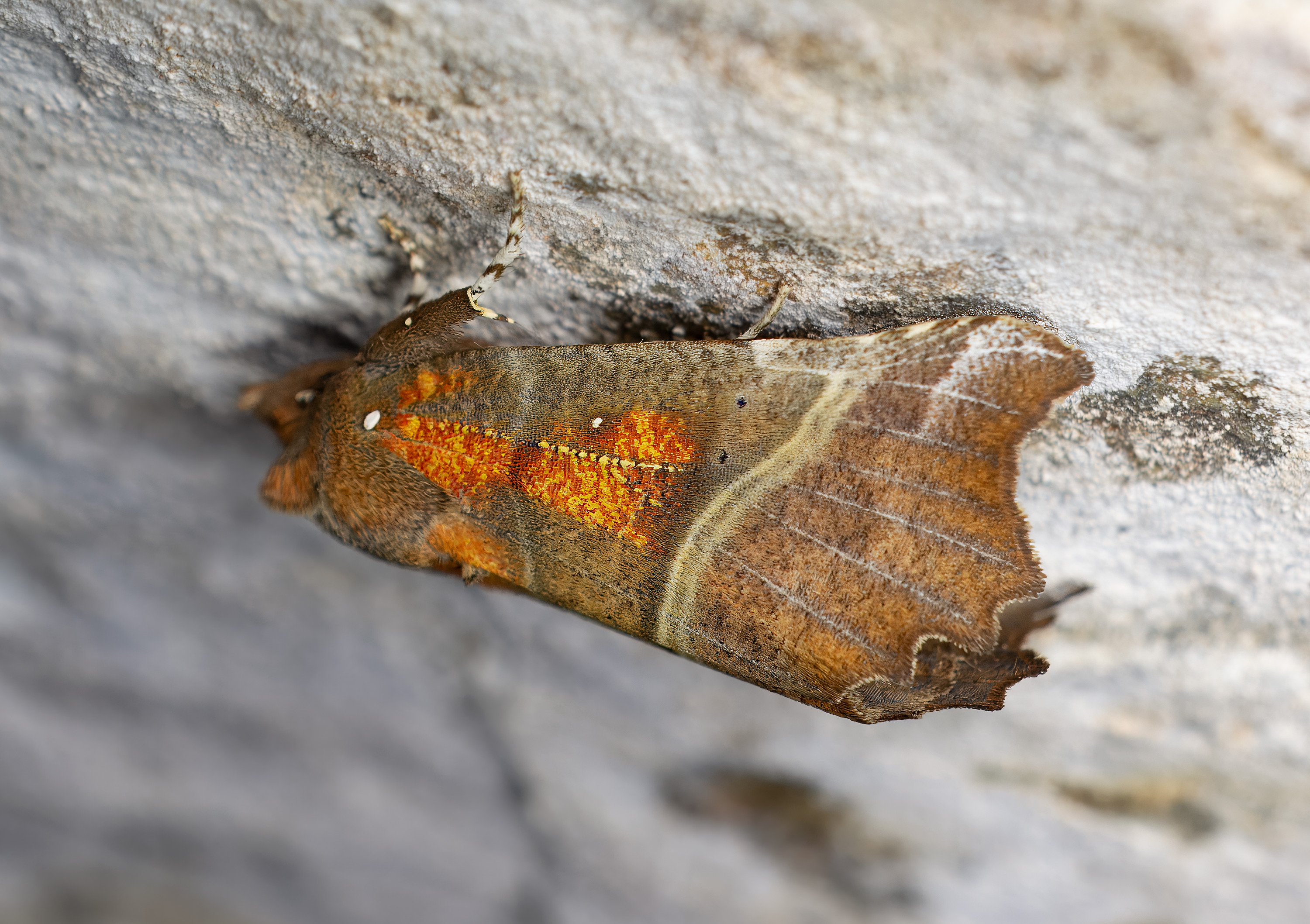 Scoliopteryx libatrix. Kullaberg, Sweden. Photo: Lars Salomon. CC BY-NC 4.0.