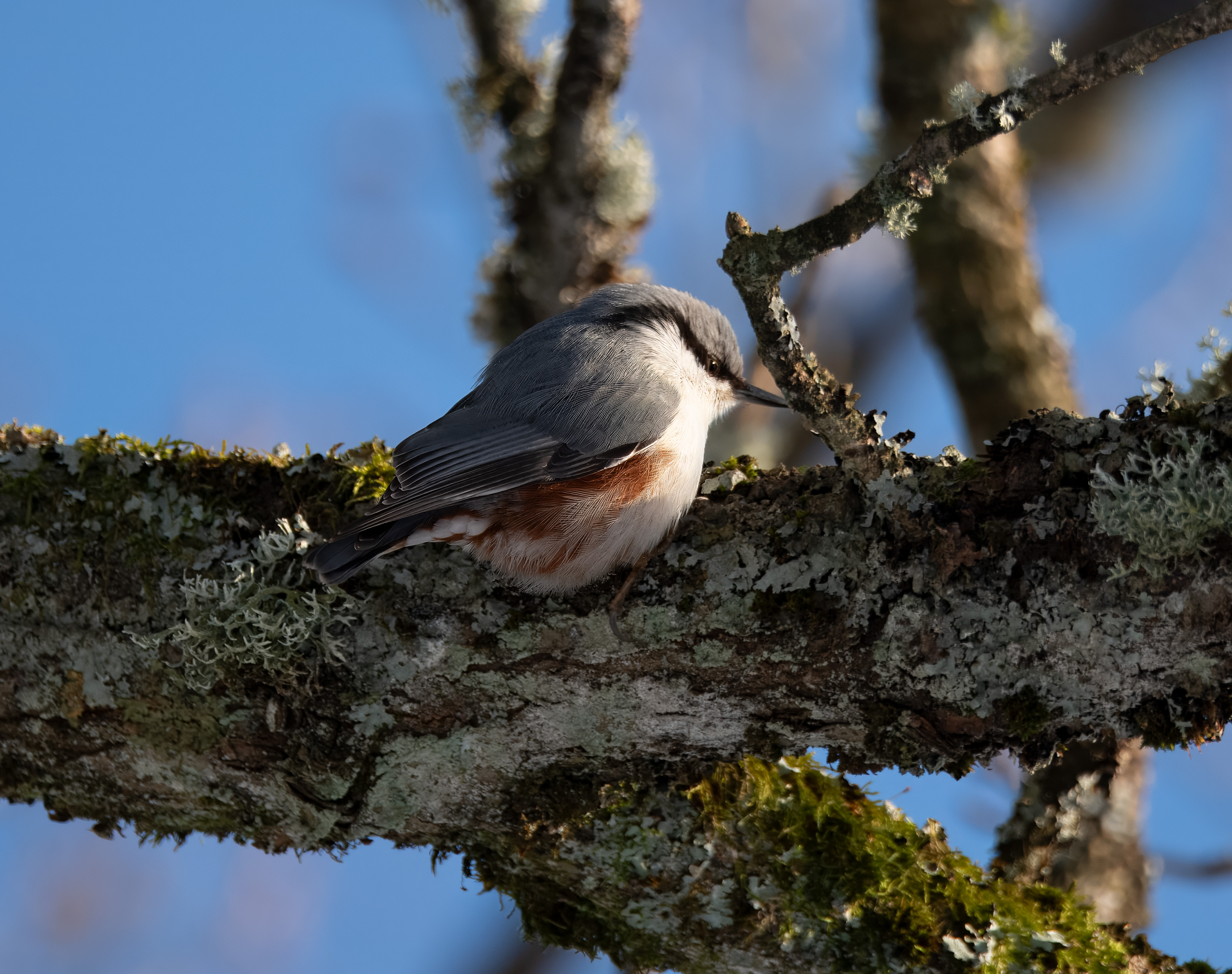 Sitta europaea. Rössjöholm, Sweden. Photo: Lars Salomon. CC BY-NC 4.0.