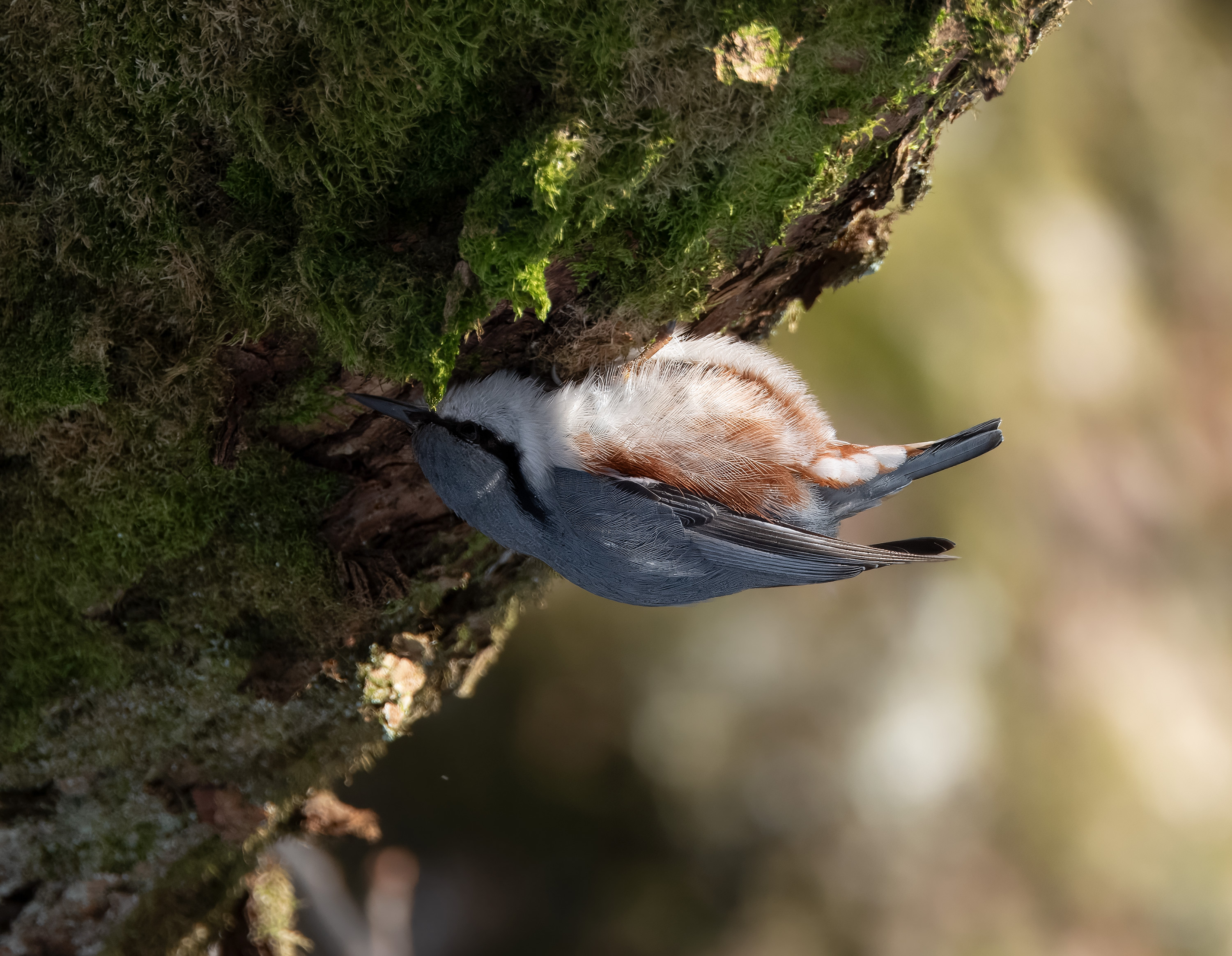 Sitta europaea. Rössjöholm, Sweden. Photo: Lars Salomon. CC BY-NC 4.0.