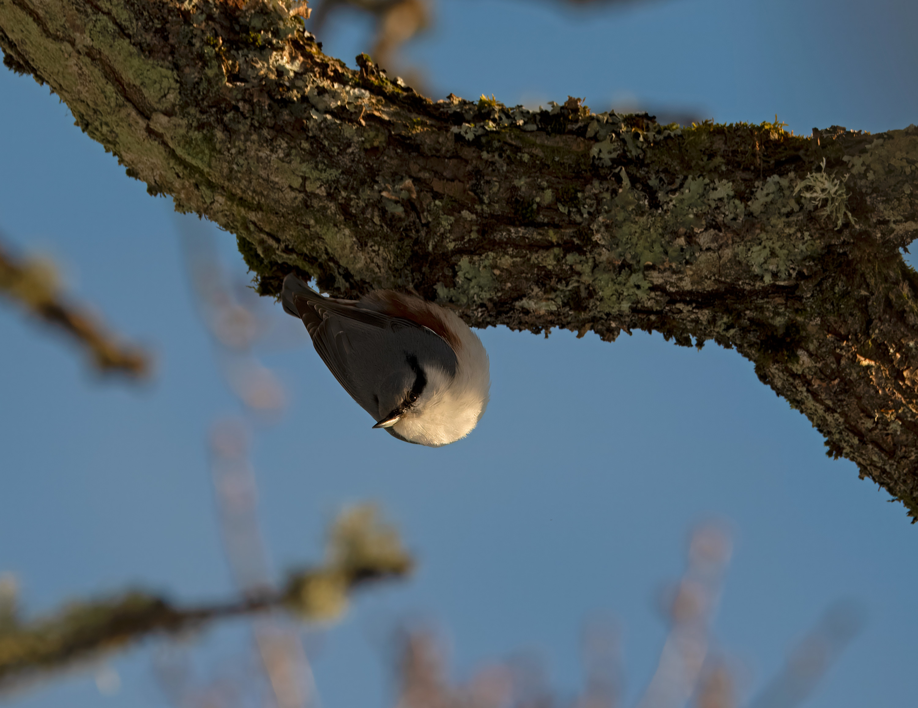 Sitta europaea. Rössjöholm, Sweden. Photo: Lars Salomon. CC BY-NC 4.0.