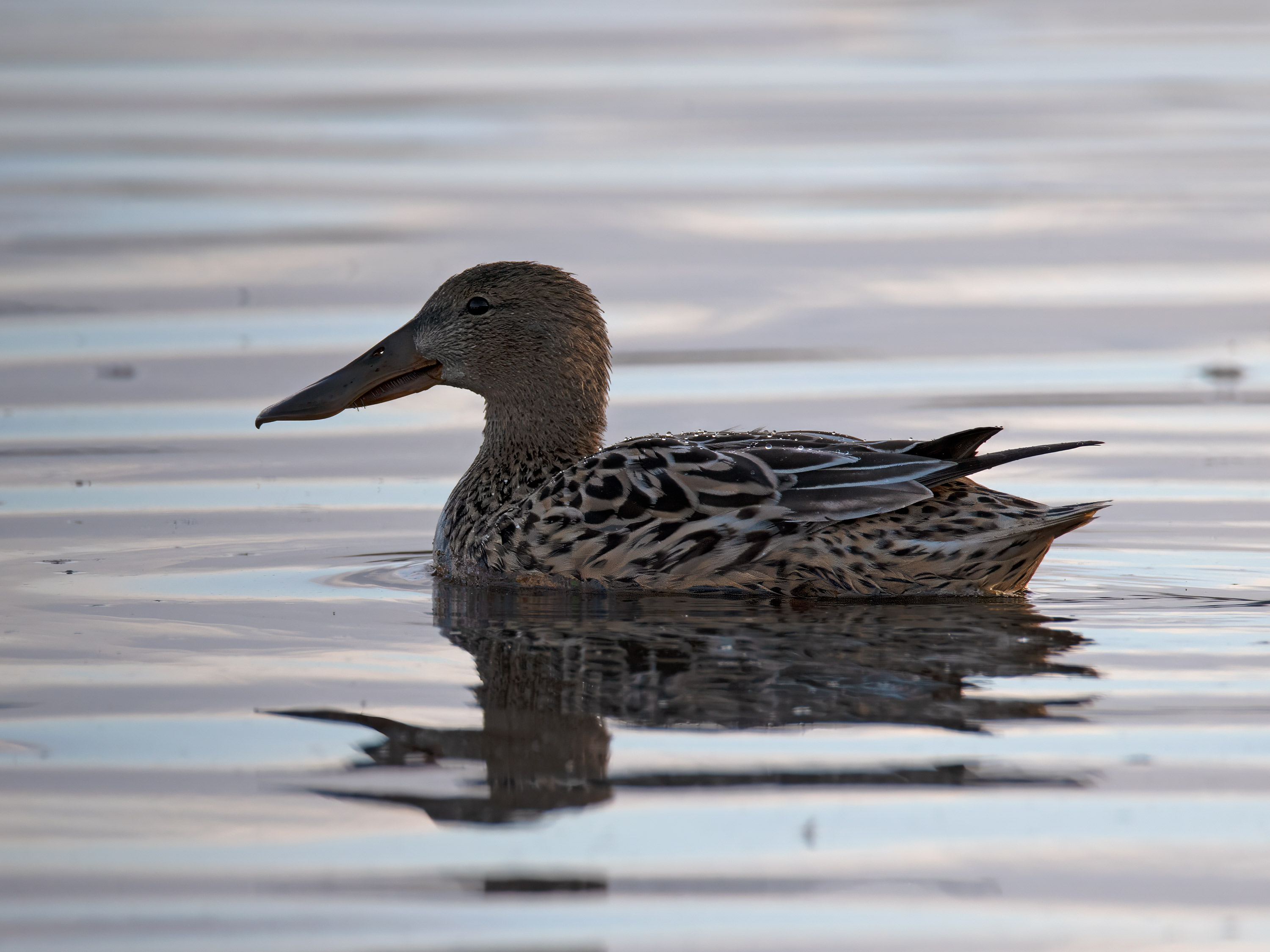 Spatula clypeata. Trönninge ängar, Sweden. Photo: Lars Salomon. CC BY-NC 4.0.