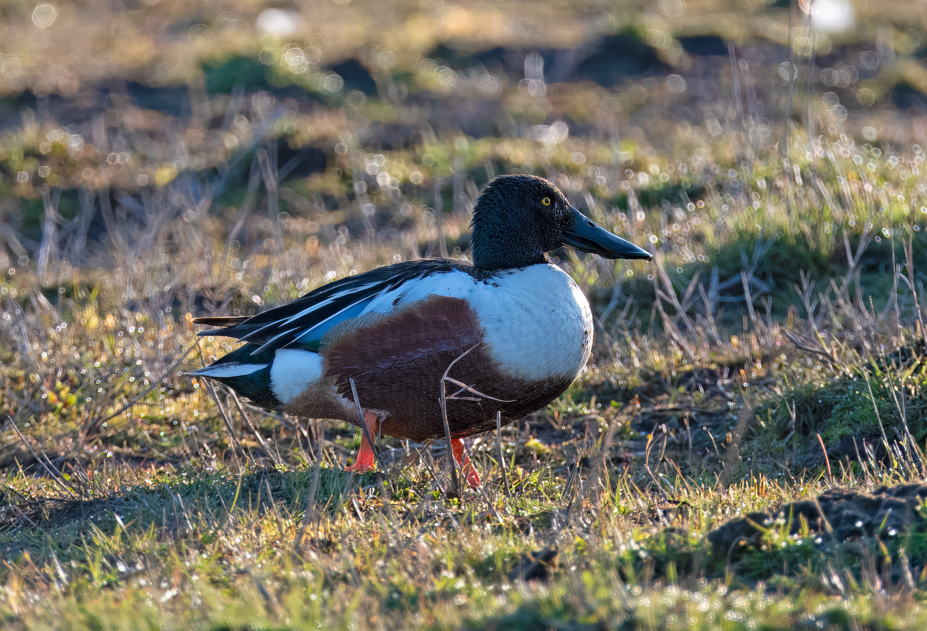 Spatula clypeata. Trönninge ängar, Sweden. Photo: Lars Salomon. CC BY-NC 4.0.