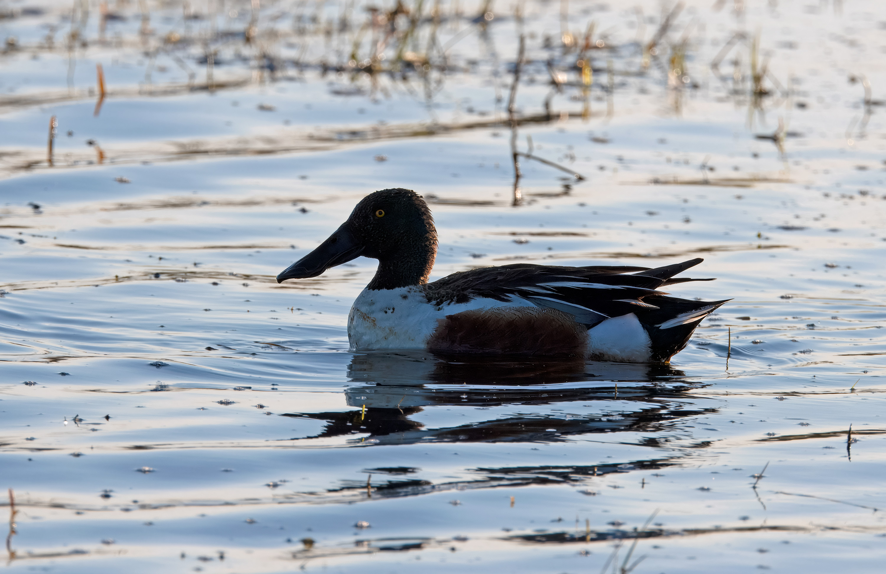 Spatula clypeata. Trönninge ängar, Sweden. Photo: Lars Salomon. CC BY-NC 4.0.