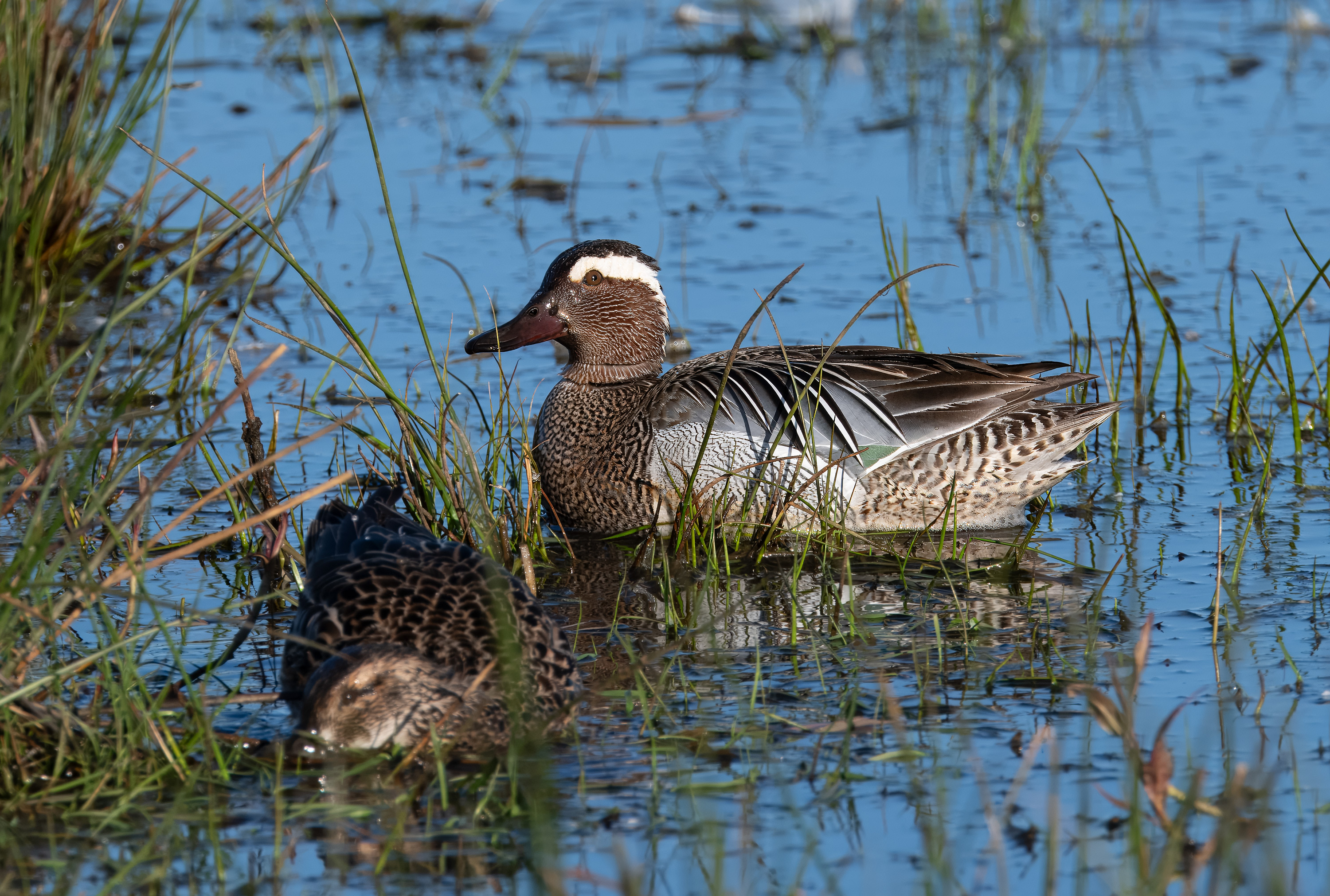 Spatula querquedula. Trönninge ängar, Sweden. Photo: Lars Salomon. CC BY-NC 4.0.