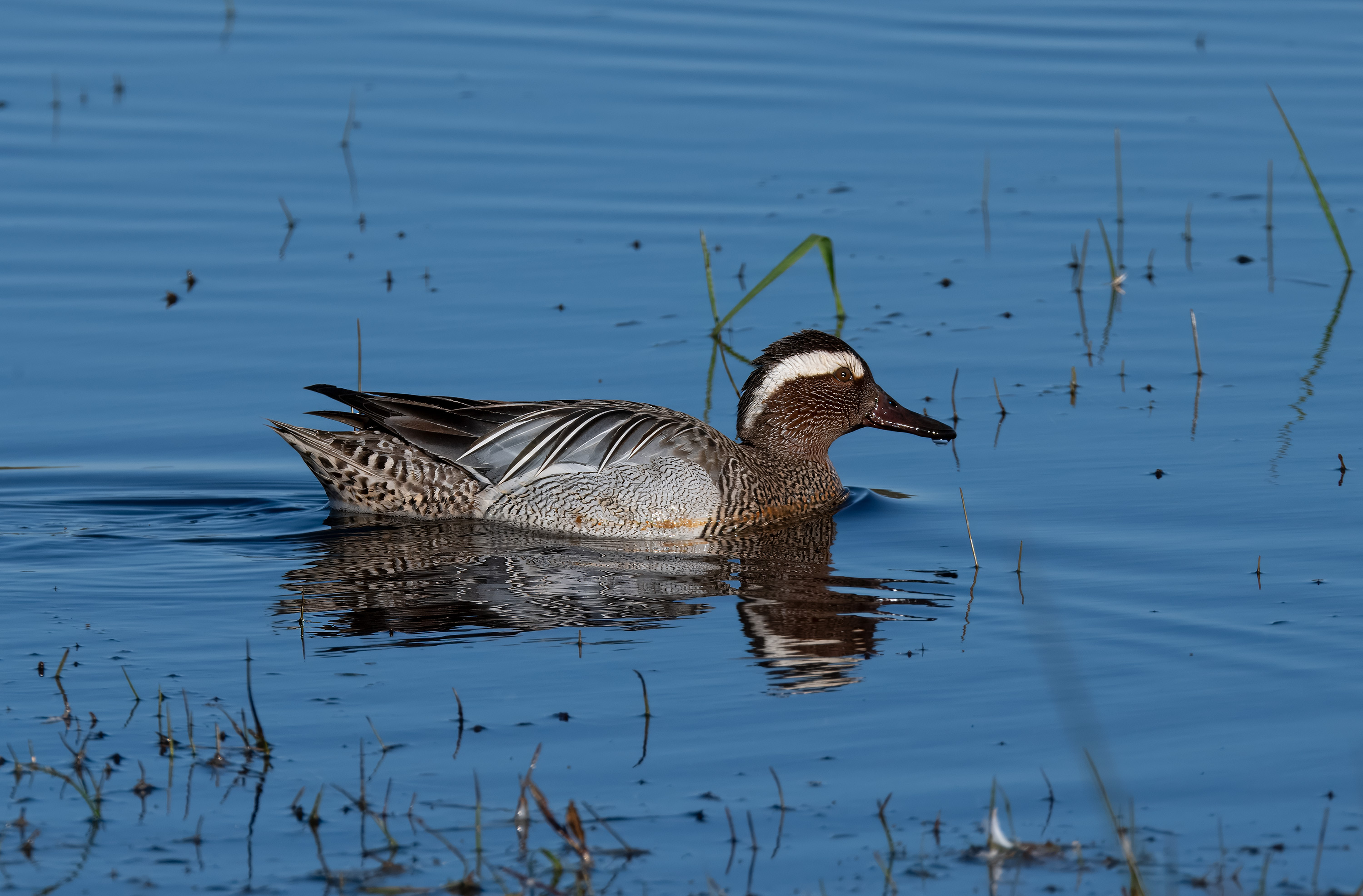 Spatula querquedula. Trönninge ängar, Sweden. Photo: Lars Salomon. CC BY-NC 4.0.