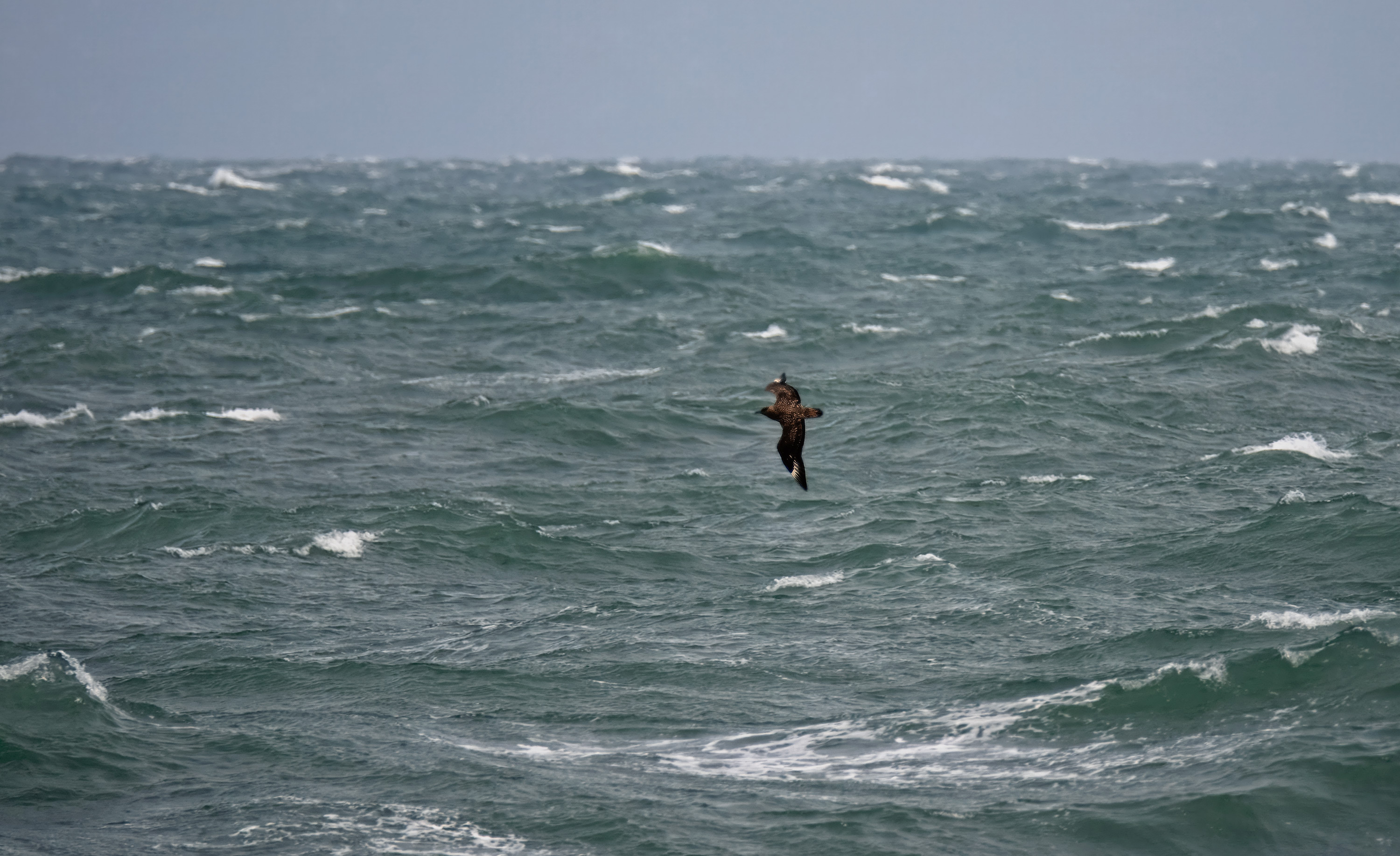 Stercorarius skua. Kullaberg, Sweden. Photo: Lars Salomon. CC BY-NC 4.0.