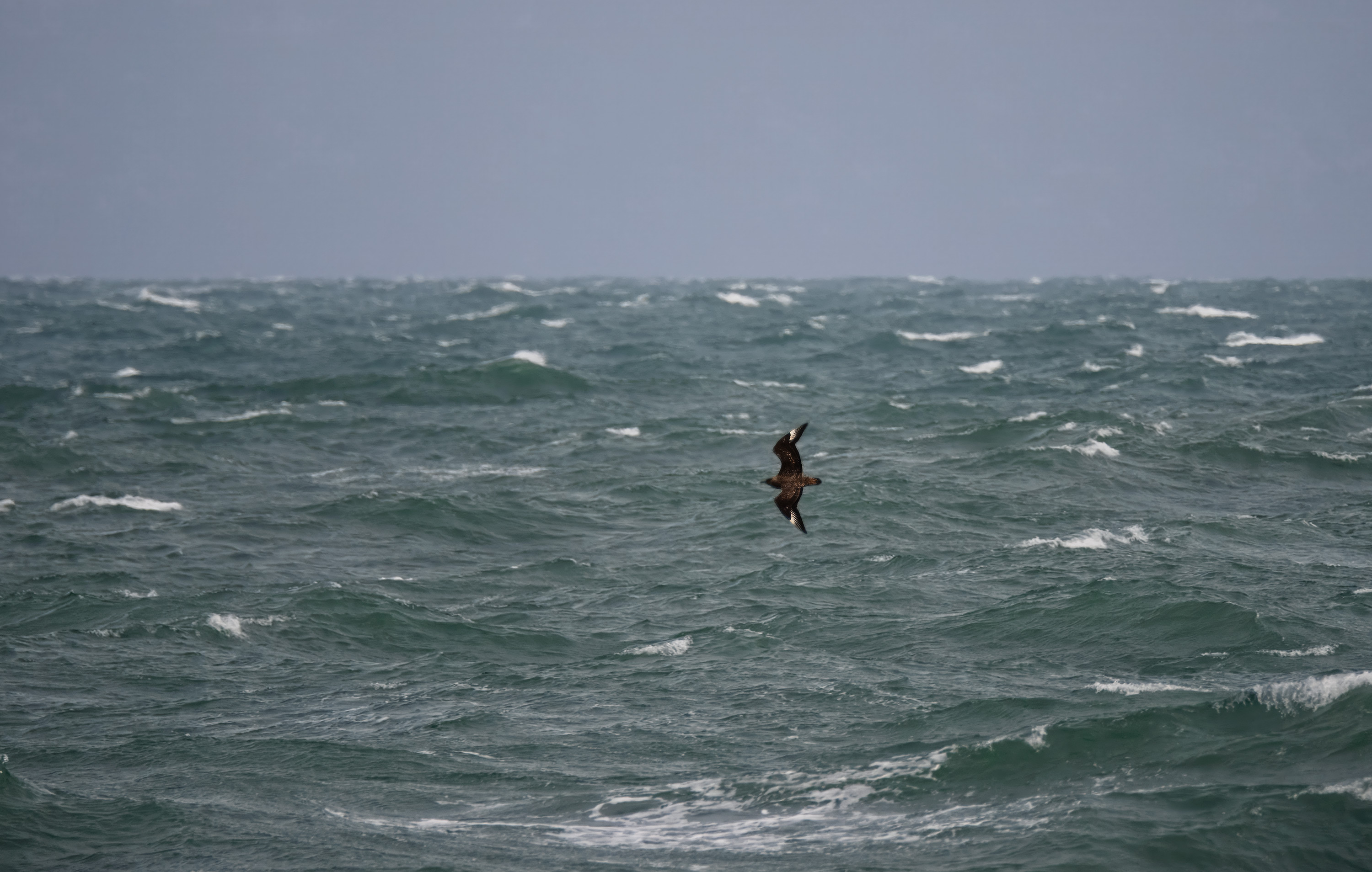 Stercorarius skua. Kullaberg, Sweden. Photo: Lars Salomon. CC BY-NC 4.0.