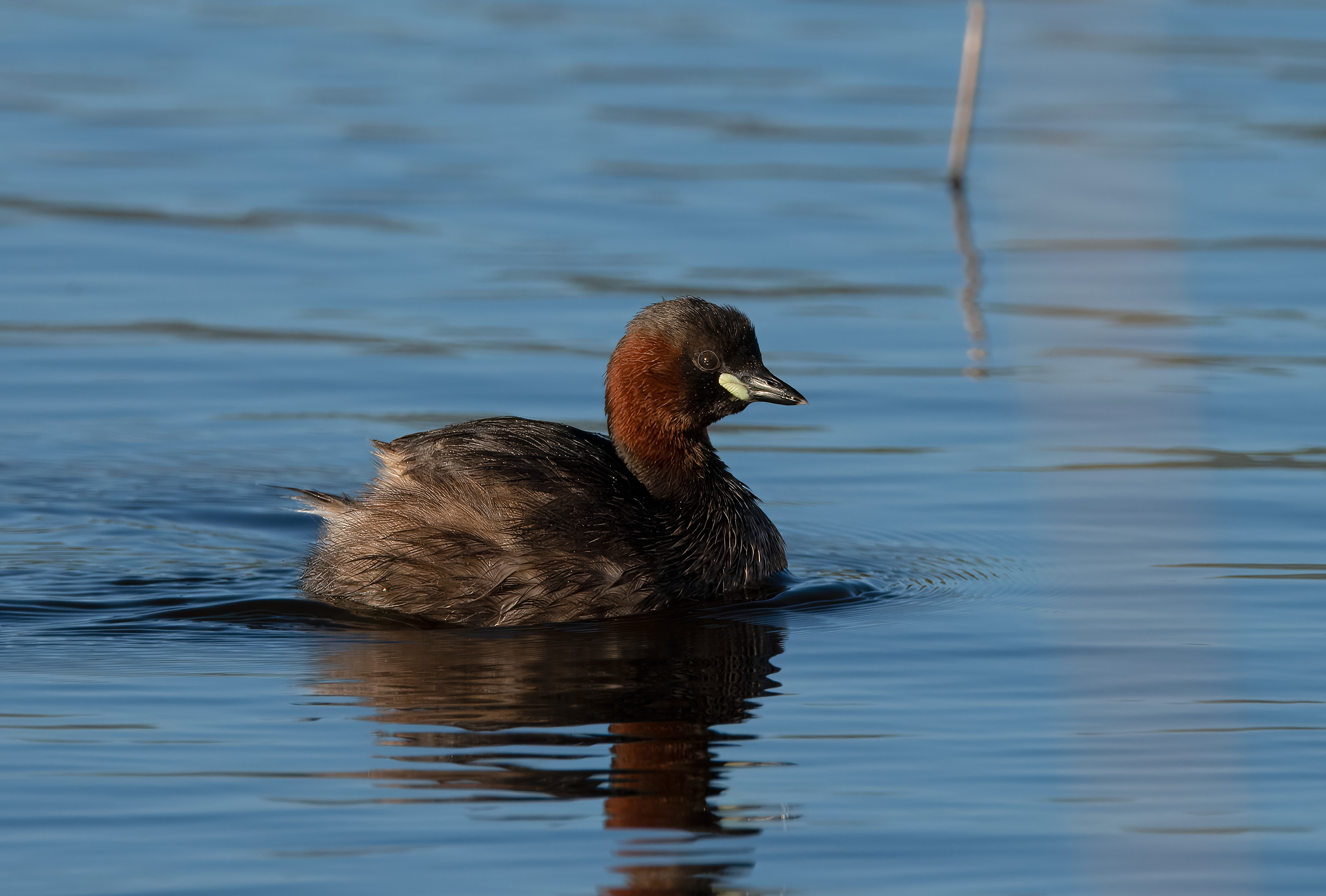 Tachybaptus ruficollis. Trönninge ängar, Sweden. Photo: Lars Salomon. CC BY-NC 4.0.