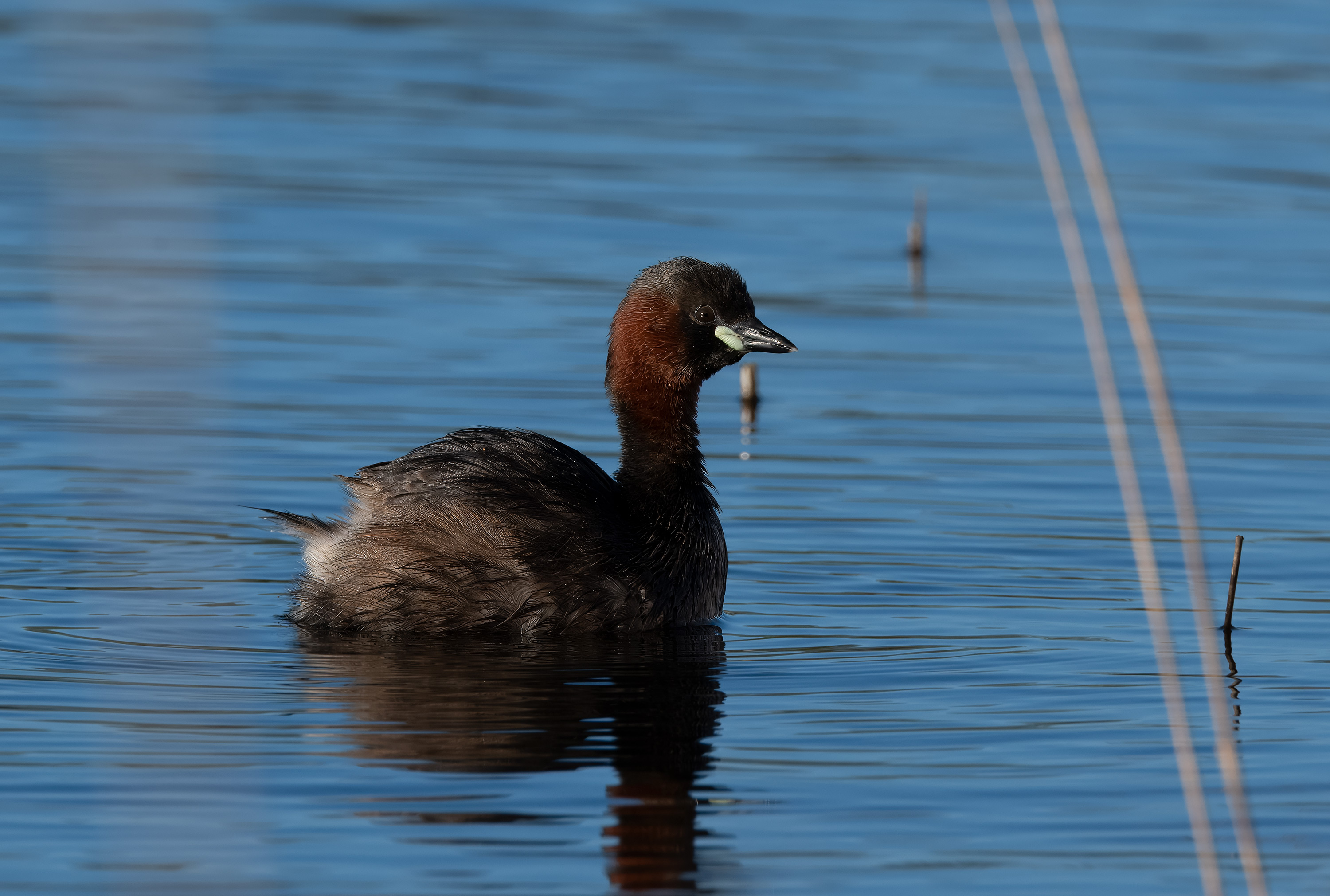 Tachybaptus ruficollis. Trönninge ängar, Sweden. Photo: Lars Salomon. CC BY-NC 4.0.