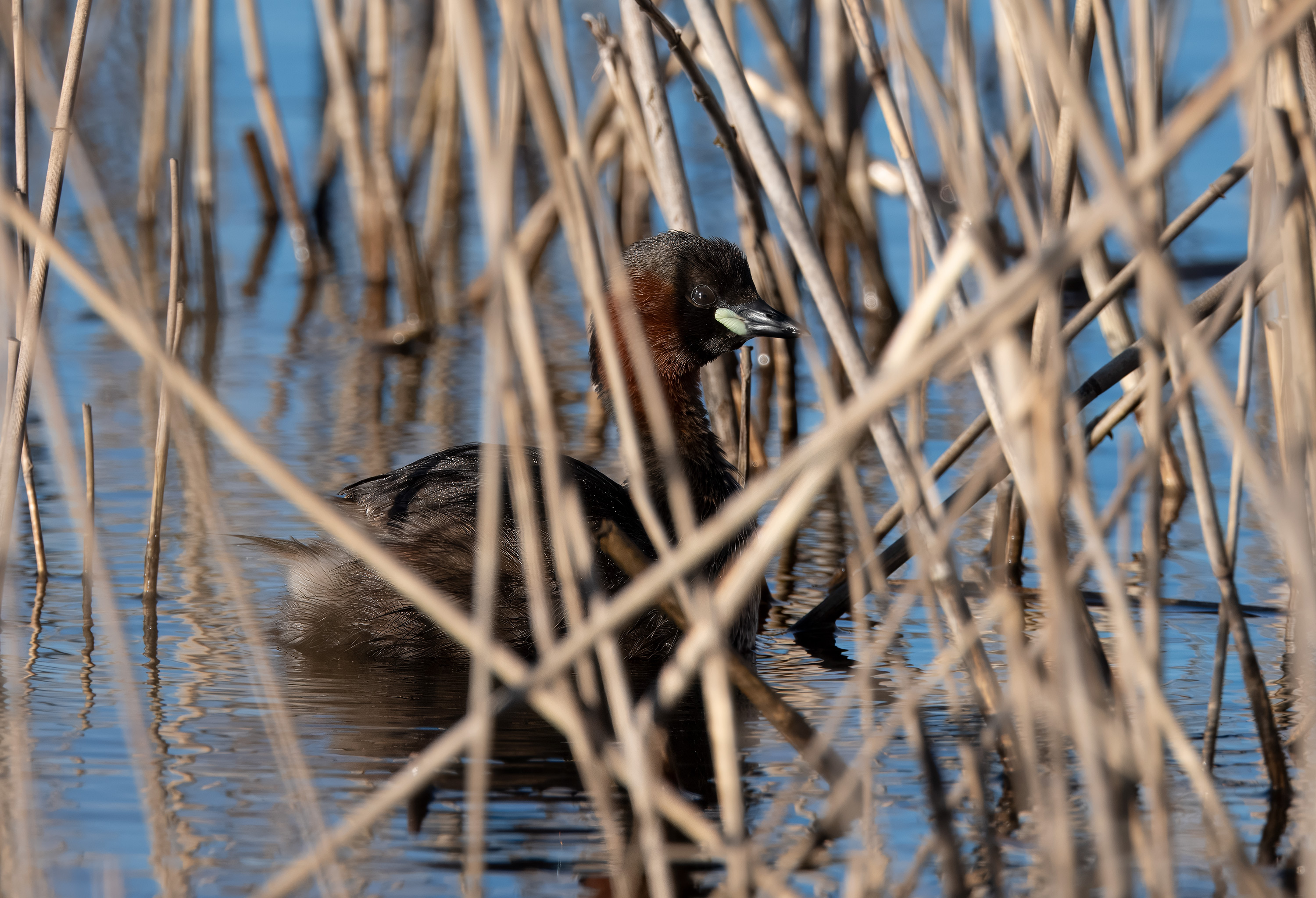 Tachybaptus ruficollis. Trönninge ängar, Sweden. Photo: Lars Salomon. CC BY-NC 4.0.