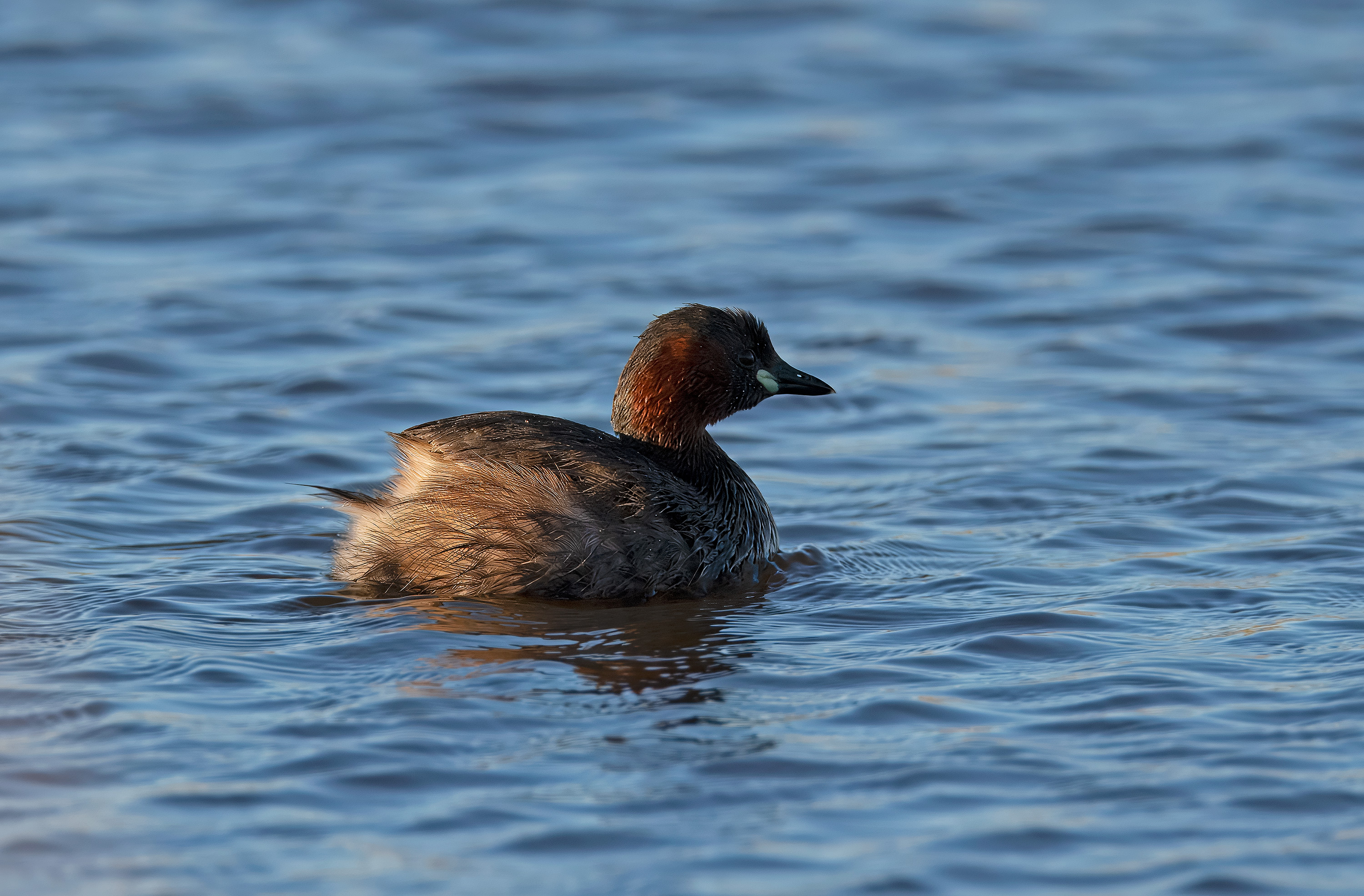 Tachybaptus ruficollis. Trönninge ängar, Sweden. Photo: Lars Salomon. CC BY-NC 4.0.