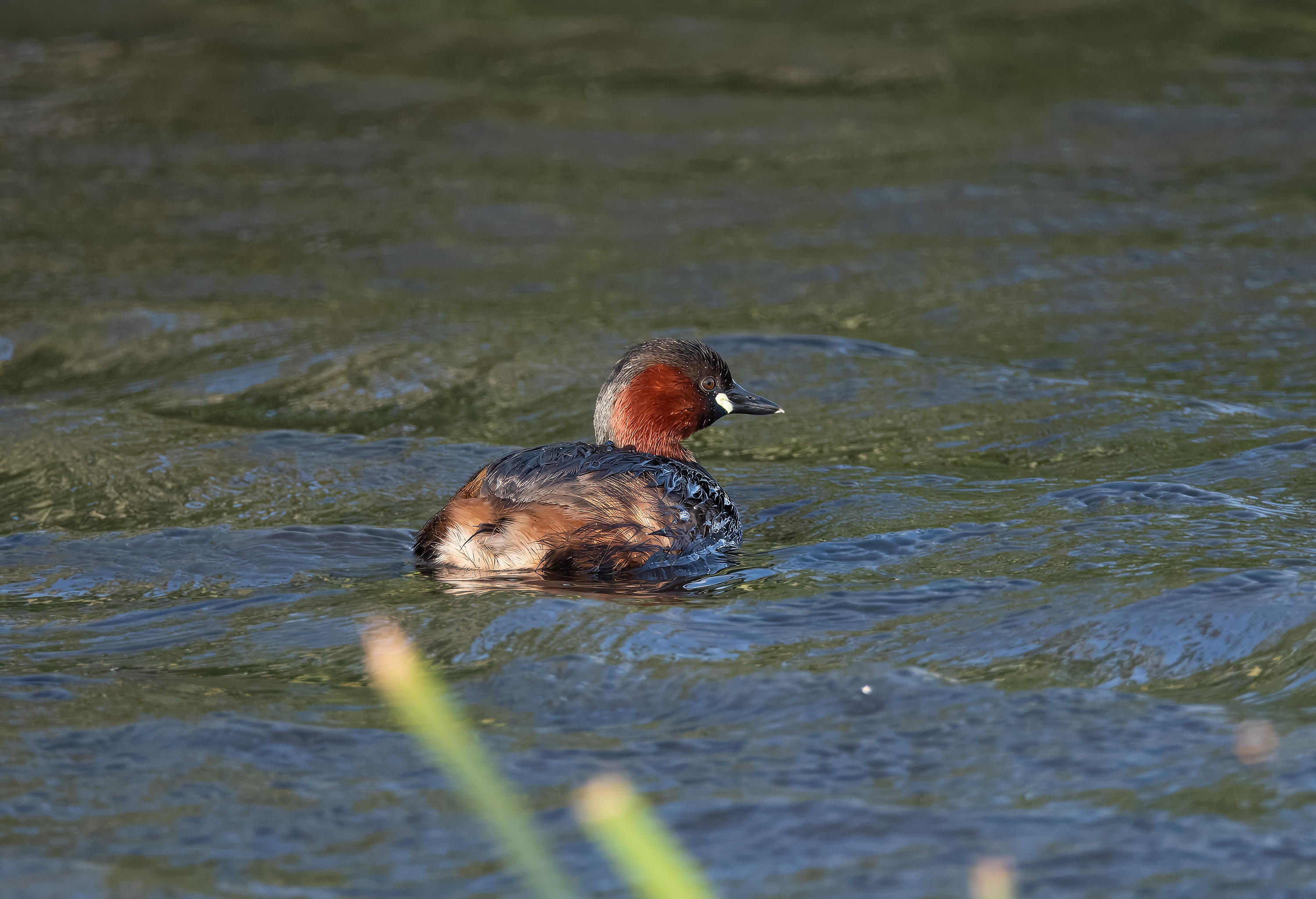 Tachybaptus ruficollis. Trönninge ängar, Sweden. Photo: Lars Salomon. CC BY-NC 4.0.