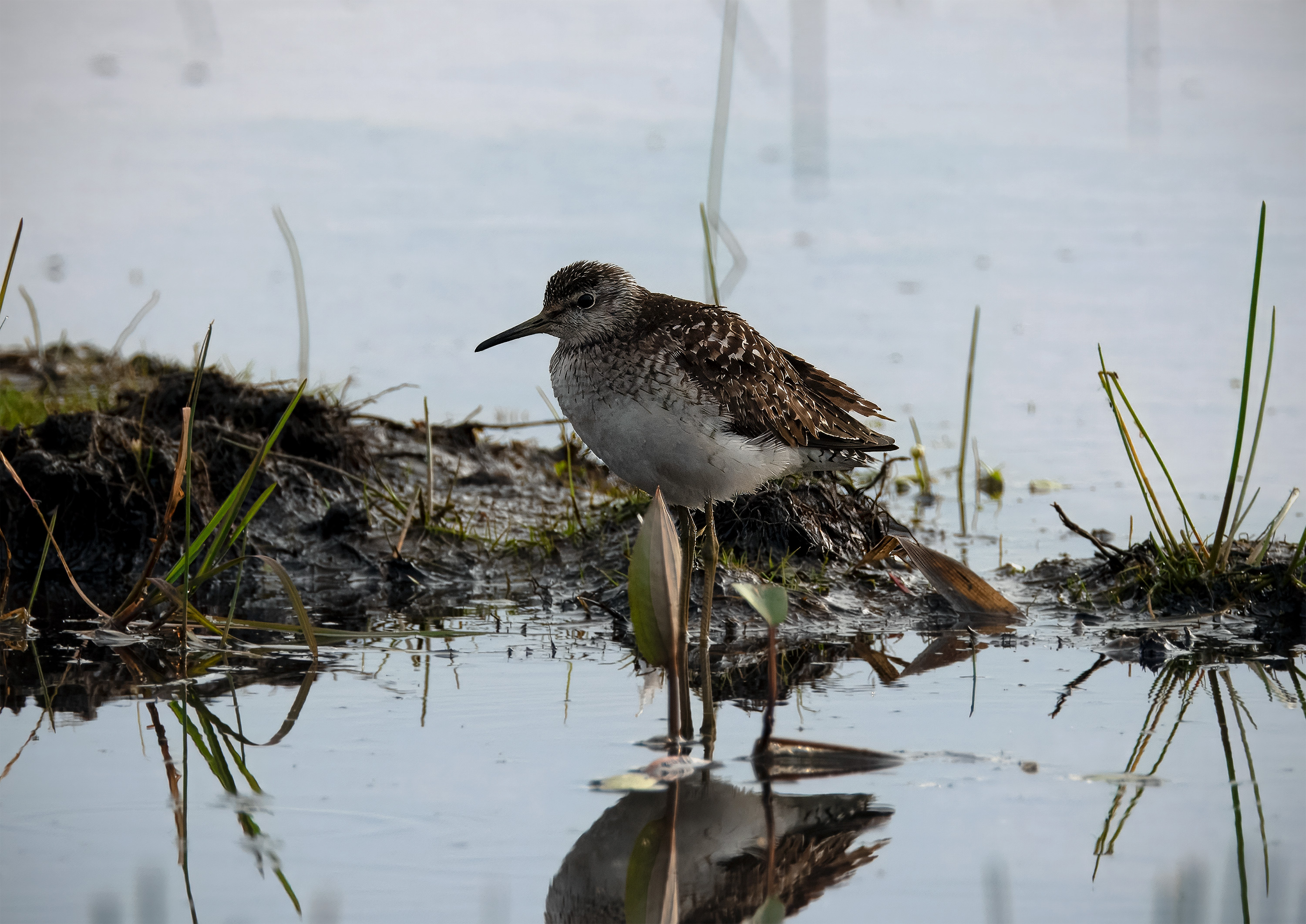 Tringa glareola. Trönninge ängar, Sweden. Photo: Lars Salomon. CC BY-NC 4.0.