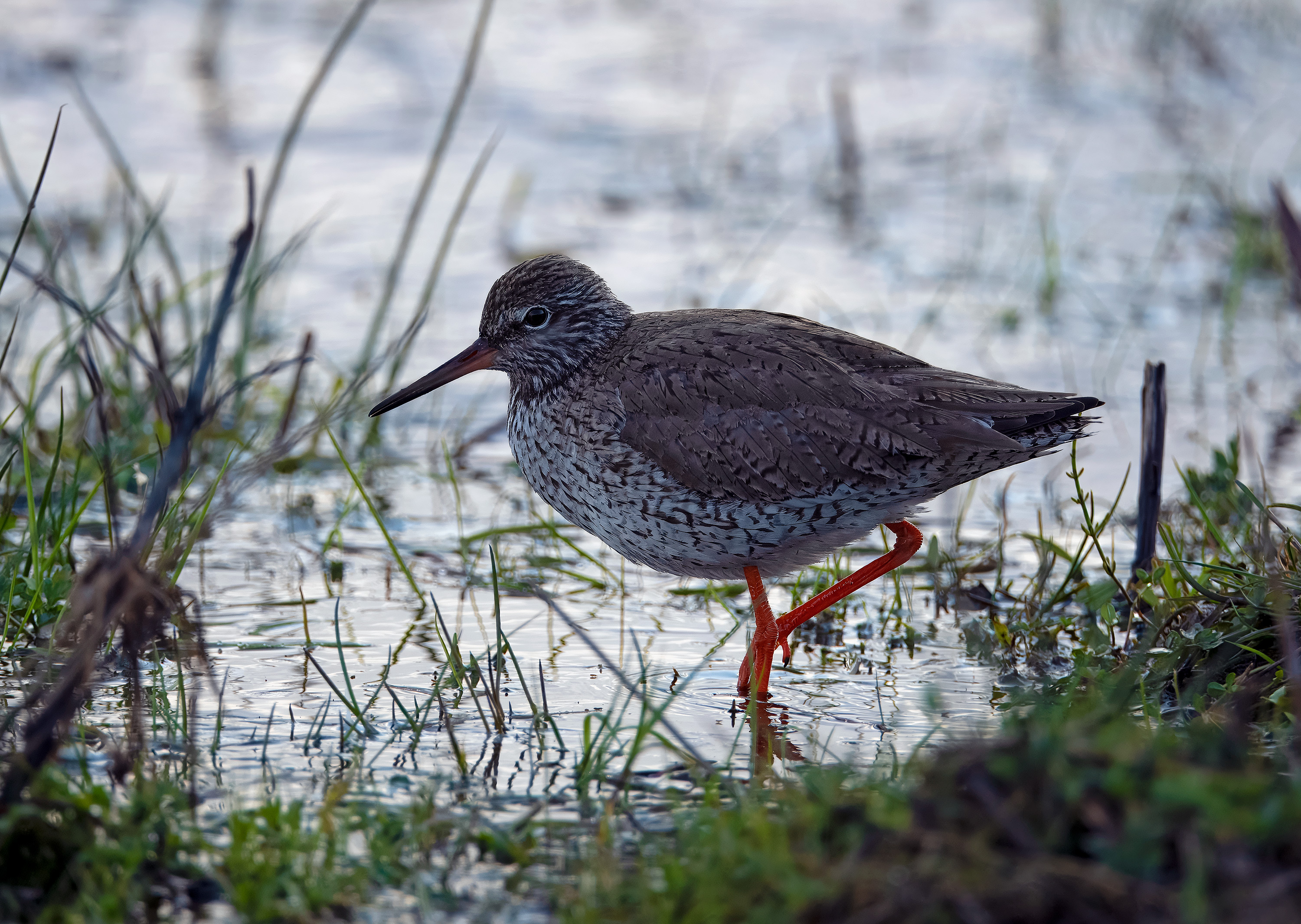 Tringa totanus. Trönninge ängar, Sweden. Photo: Lars Salomon. CC BY-NC 4.0.