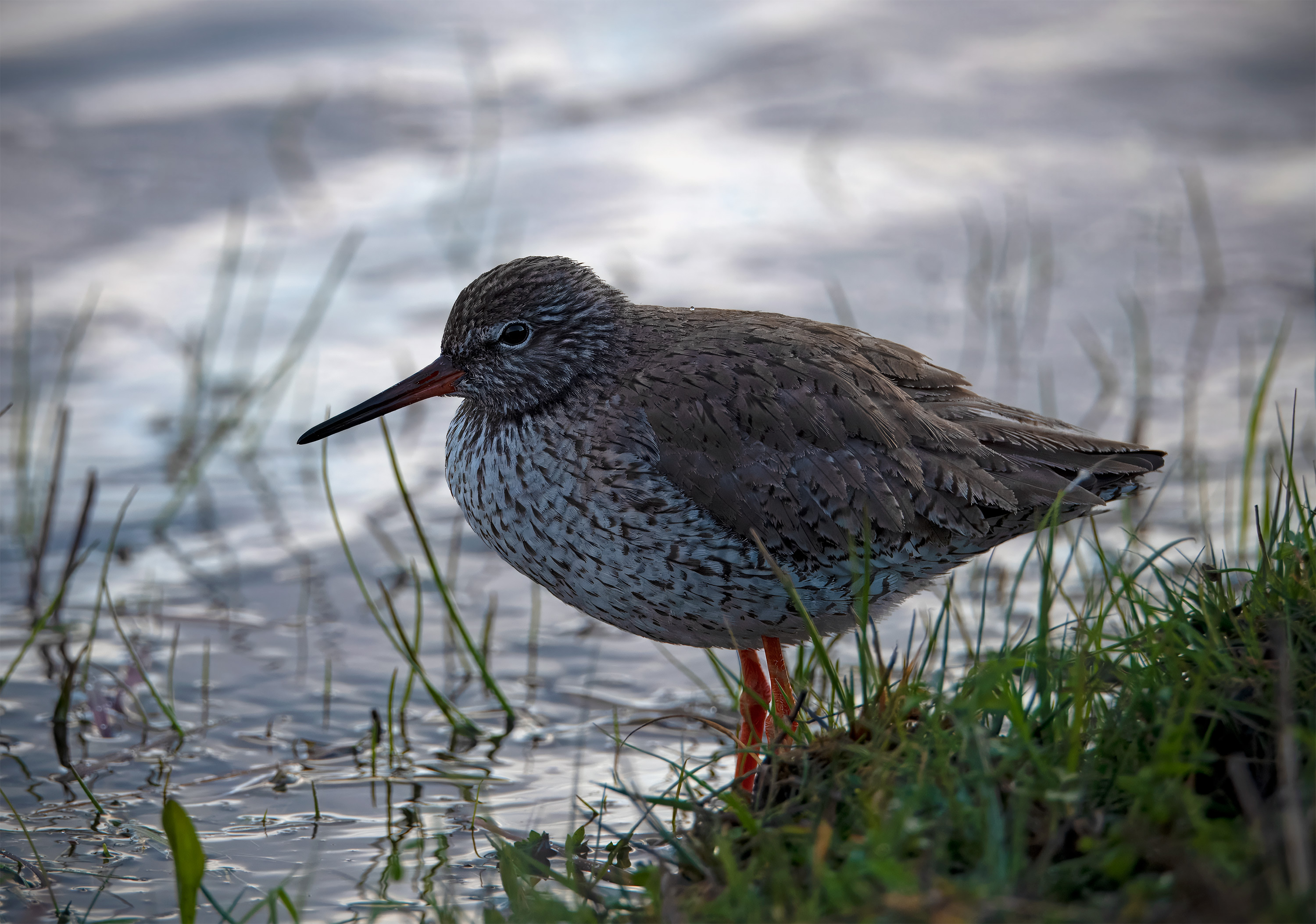 Tringa totanus. Trönninge ängar, Sweden. Photo: Lars Salomon. CC BY-NC 4.0.