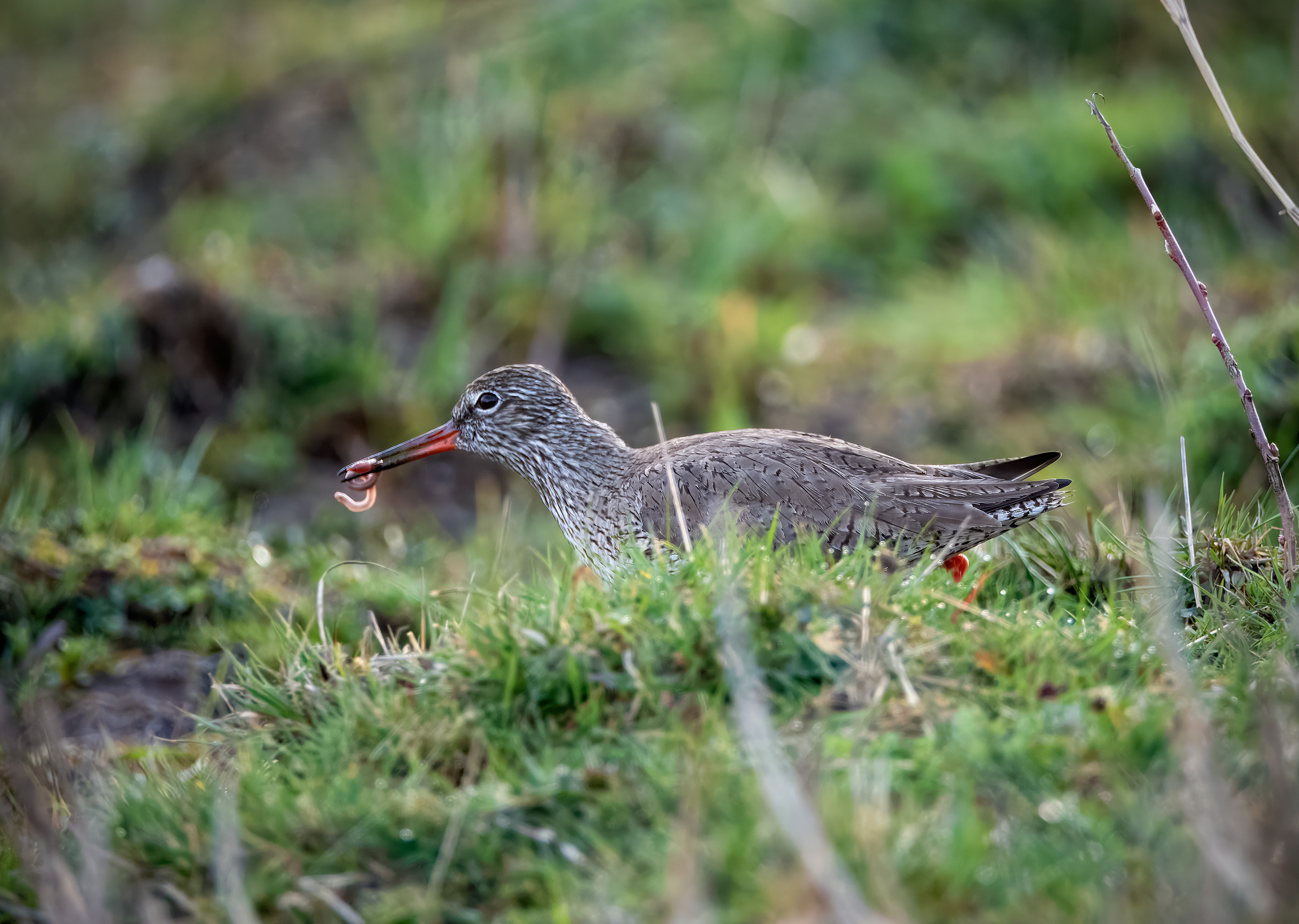 Tringa totanus. Trönninge ängar, Sweden. Photo: Lars Salomon. CC BY-NC 4.0.