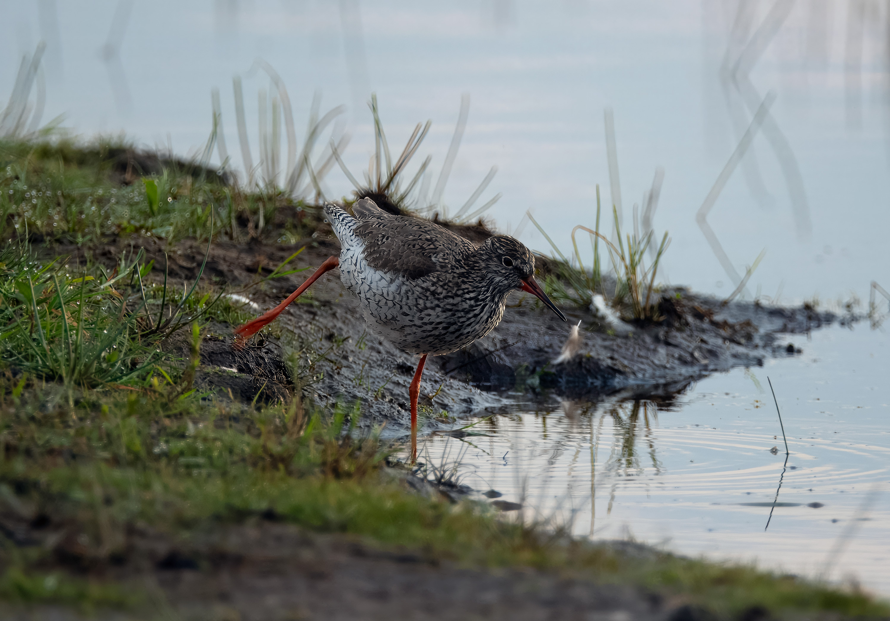 Tringa totanus. Trönninge ängar, Sweden. Photo: Lars Salomon. CC BY-NC 4.0.