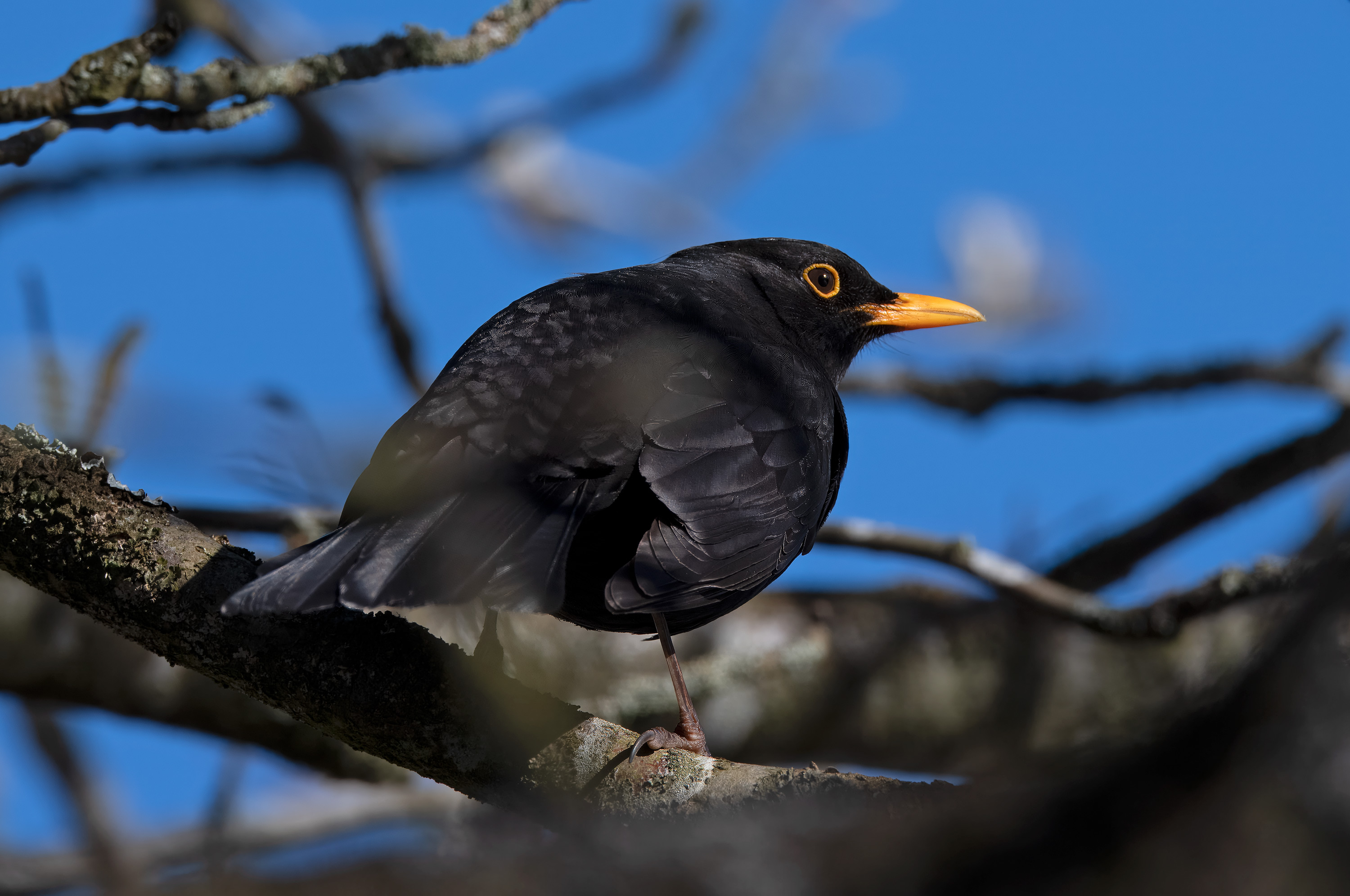 Turdus merula. Falkenberg, Sweden. Photo: Lars Salomon. CC BY-NC 4.0.