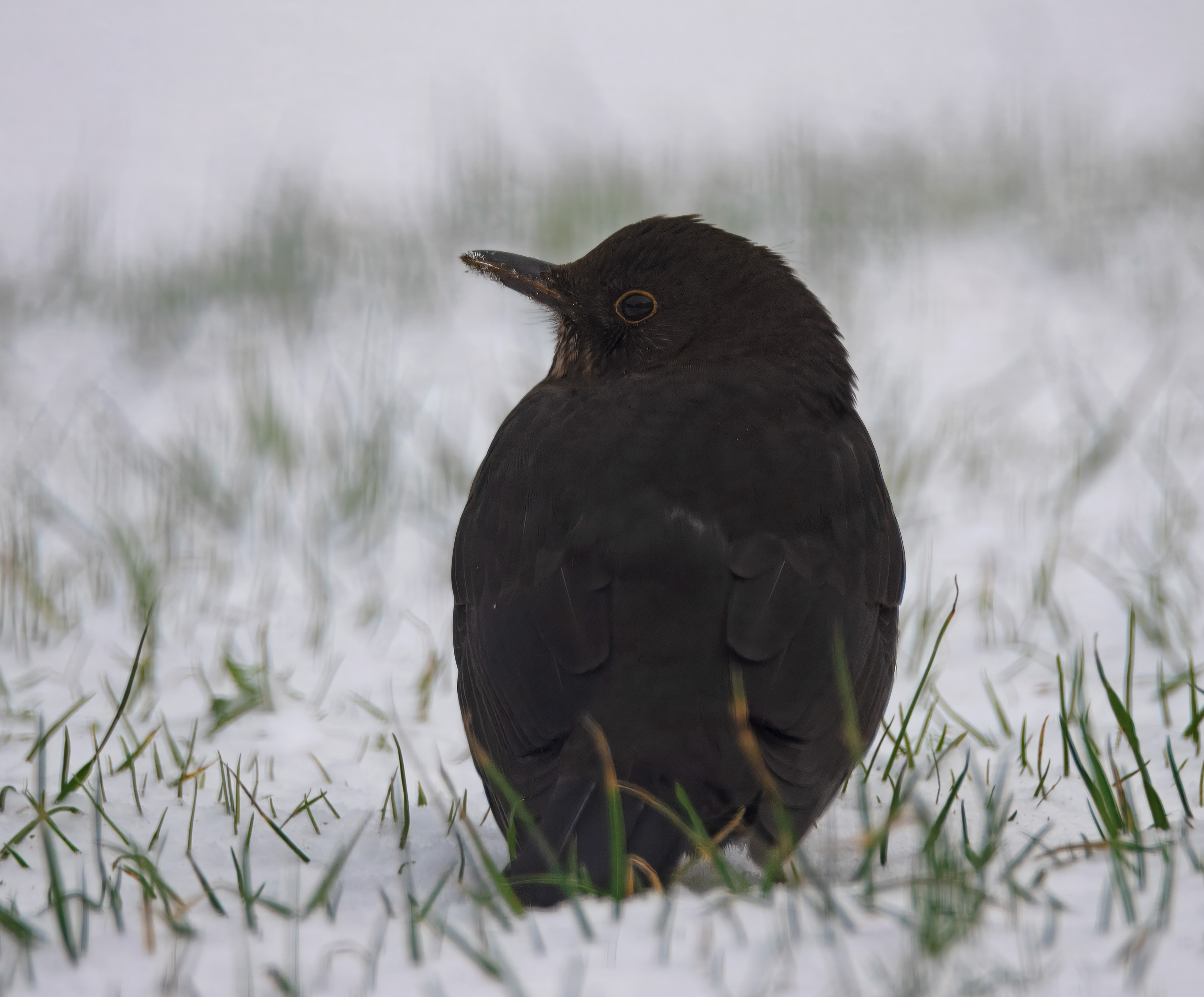 Turdus merula. Hjälmshult, Sweden. Photo: Lars Salomon. CC BY-NC 4.0.