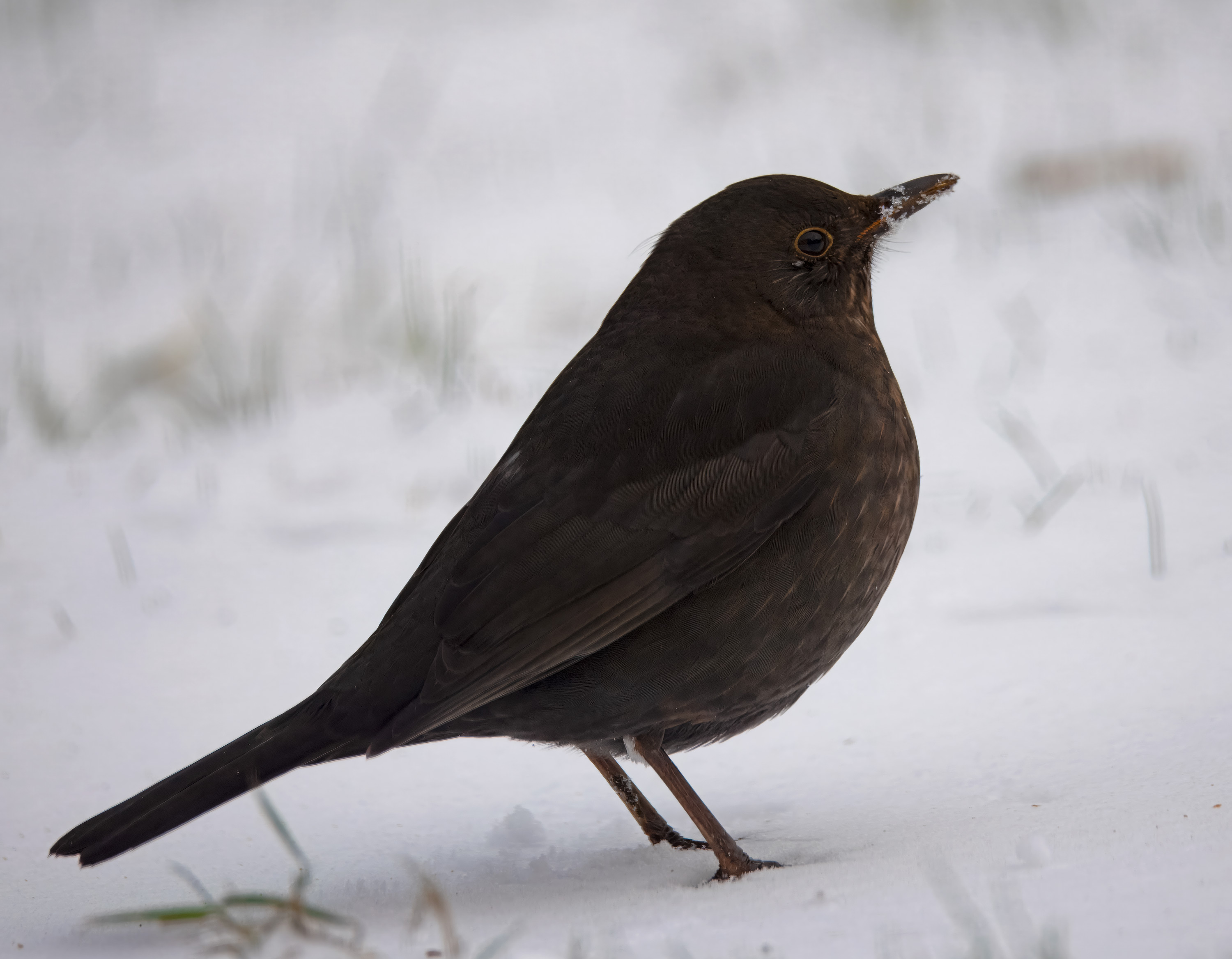 Turdus merula. Hjälmshult, Sweden. Photo: Lars Salomon. CC BY-NC 4.0.