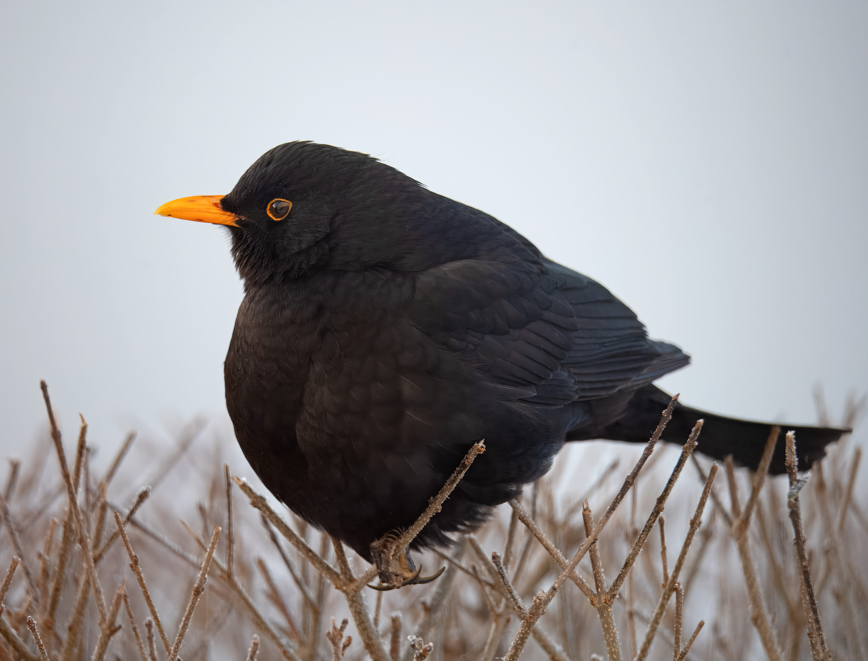 Turdus merula. Hjälmshult, Sweden. Photo: Lars Salomon. CC BY-NC 4.0.