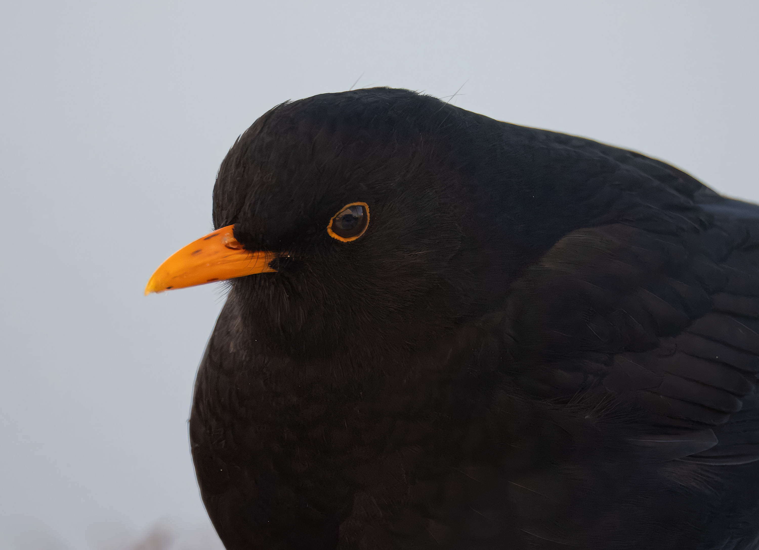 Turdus merula. Hjälmshult, Sweden. Photo: Lars Salomon. CC BY-NC 4.0.