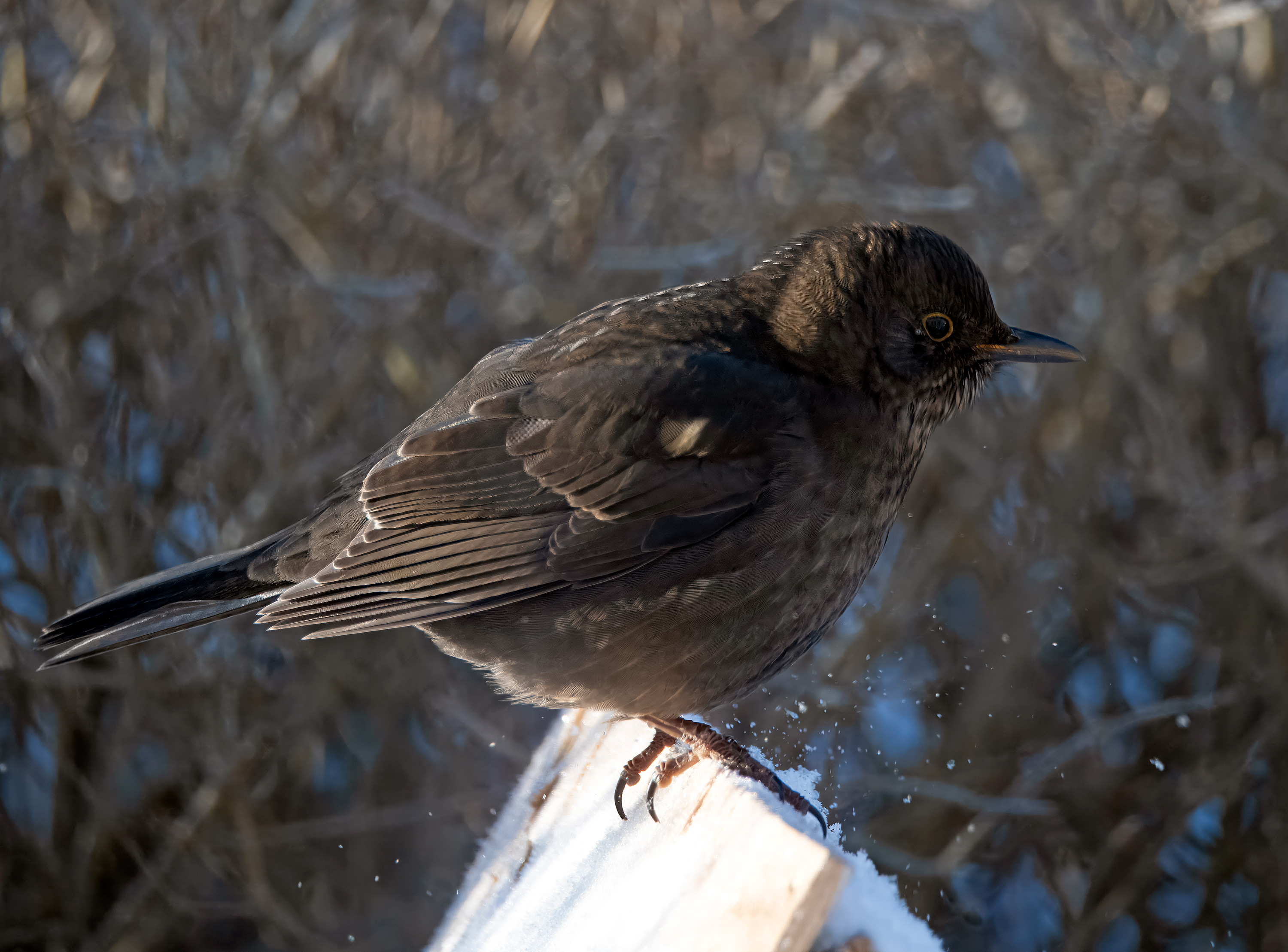 Turdus merula. Hjälmshult, Sweden. Photo: Lars Salomon. CC BY-NC 4.0.