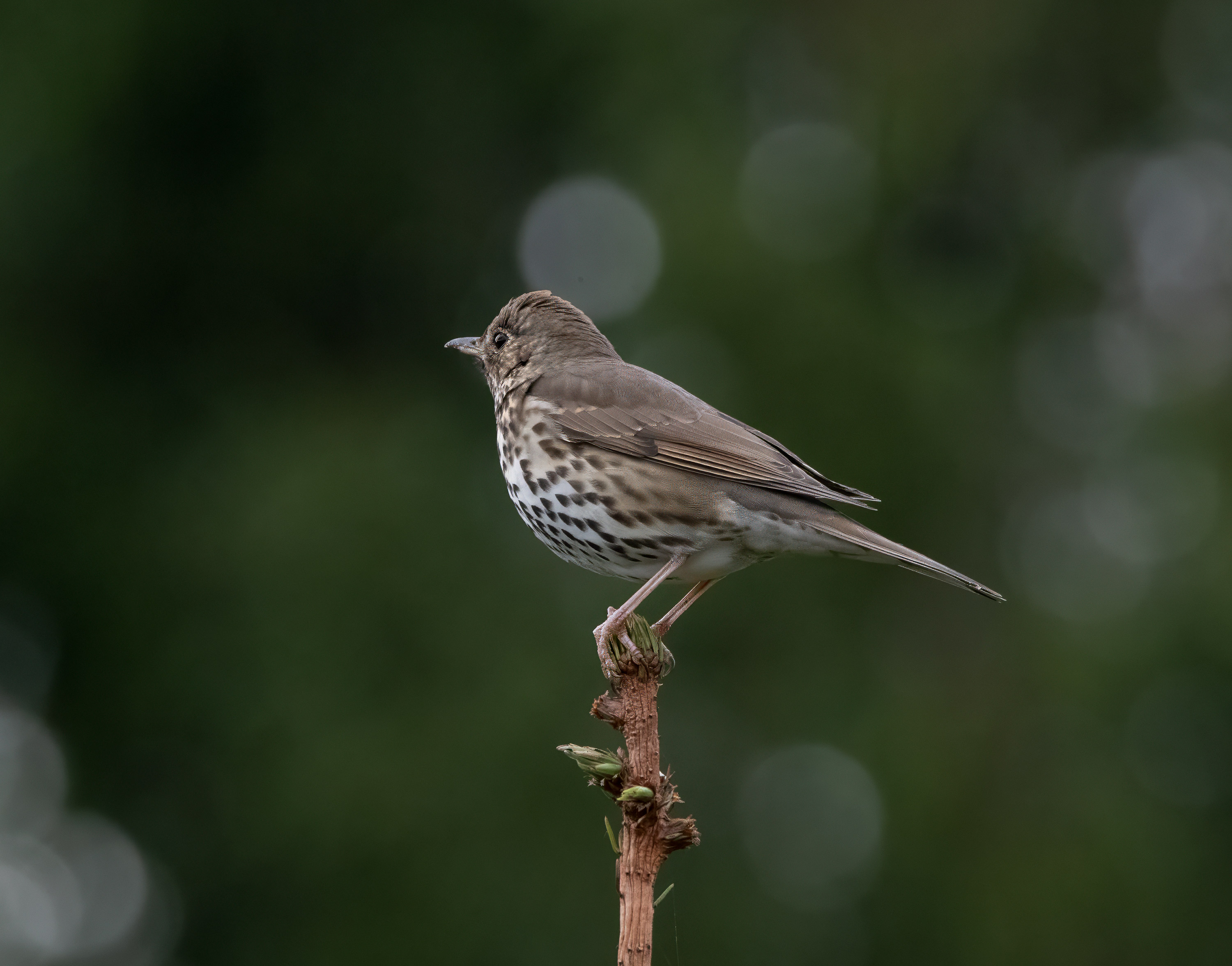 Turdus philomelos. Klören Vegeå, Sweden. Photo: Lars Salomon. CC BY-NC 4.0.