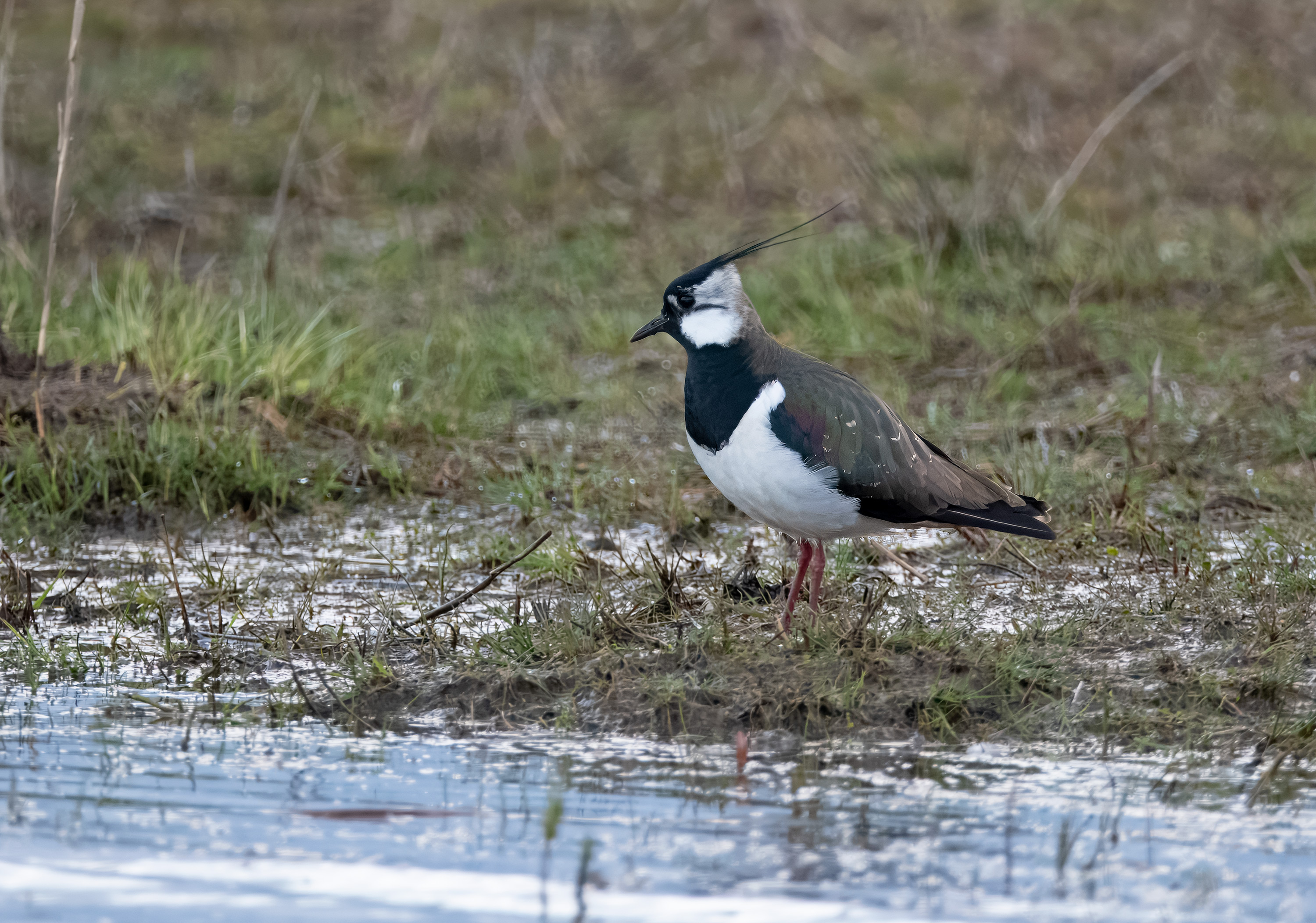 Vanellus vanellus. Trönninge ängar, Sweden. Photo: Lars Salomon. CC BY-NC 4.0.