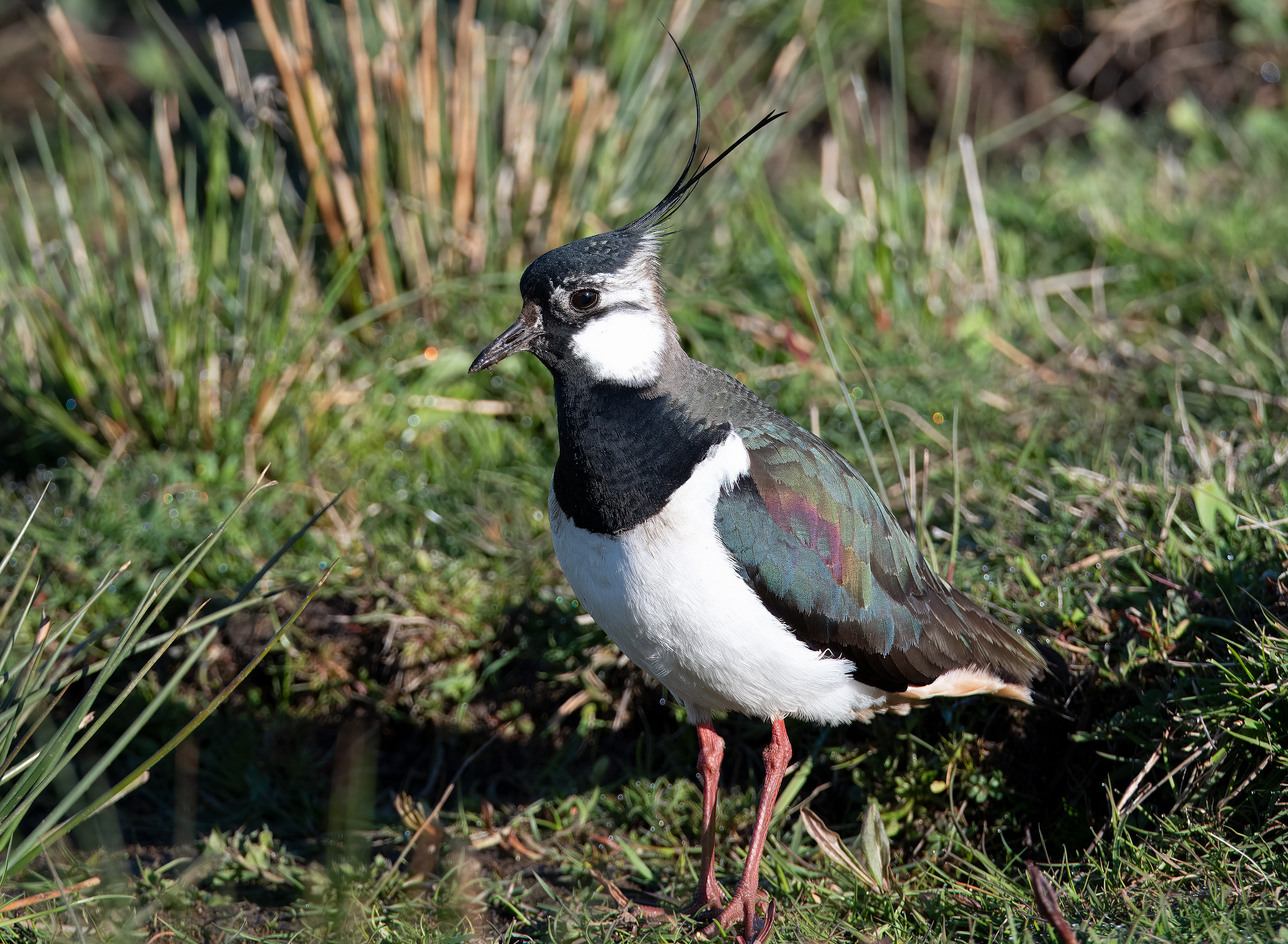 Vanellus vanellus. Trönninge ängar, Sweden. Photo: Lars Salomon. CC BY-NC 4.0.