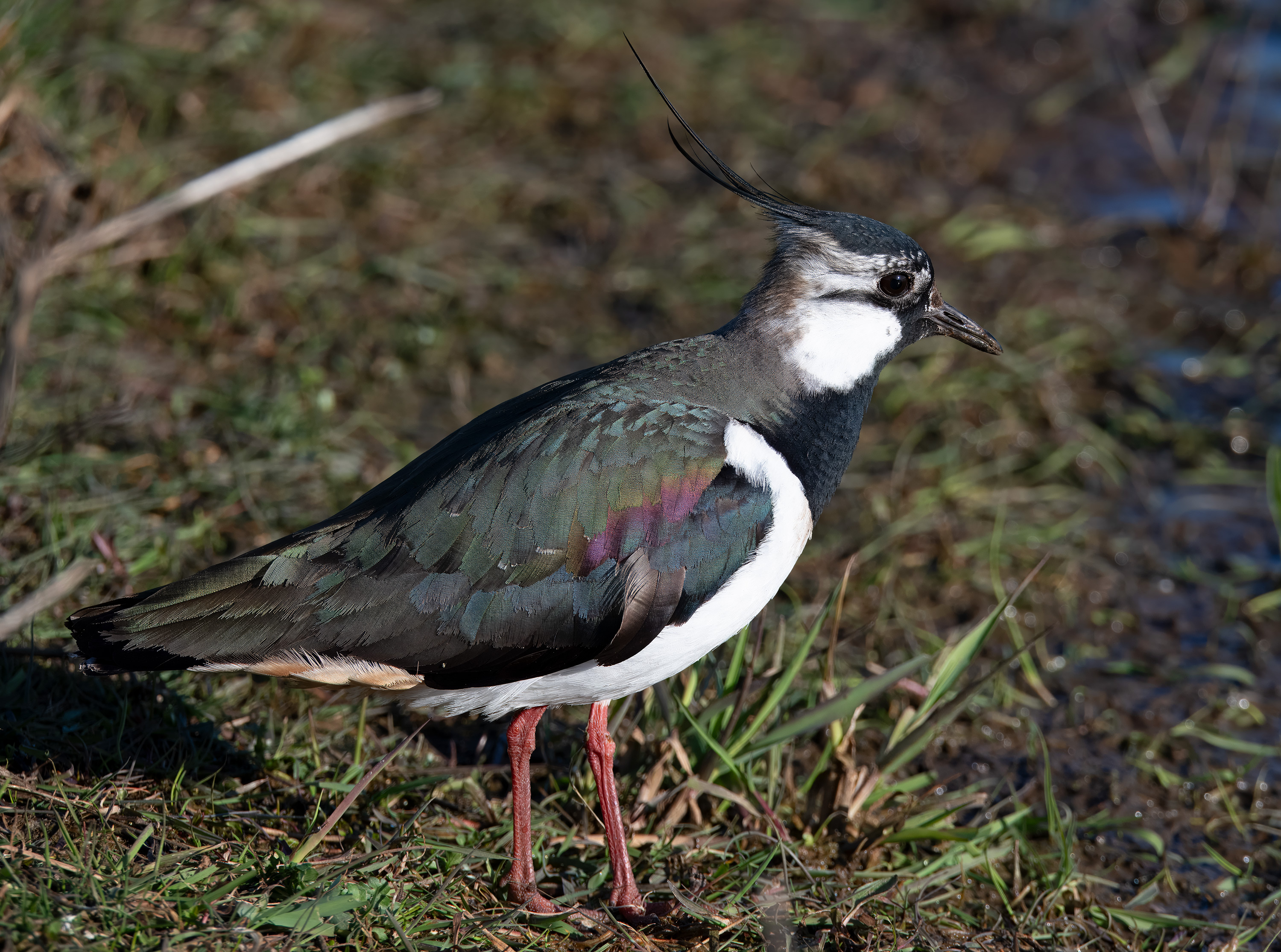 Vanellus vanellus. Trönninge ängar, Sweden. Photo: Lars Salomon. CC BY-NC 4.0.