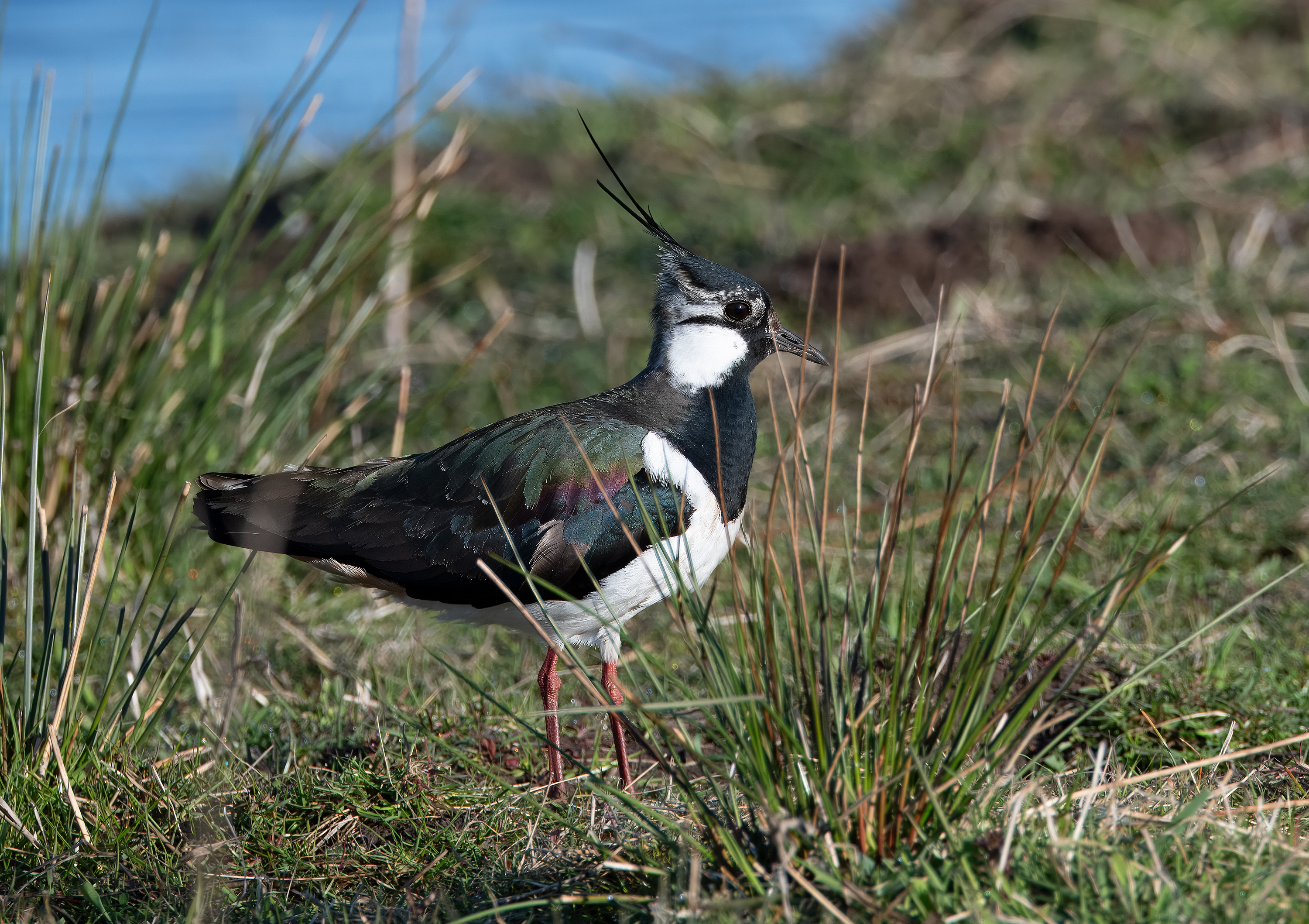 Vanellus vanellus. Trönninge ängar, Sweden. Photo: Lars Salomon. CC BY-NC 4.0.