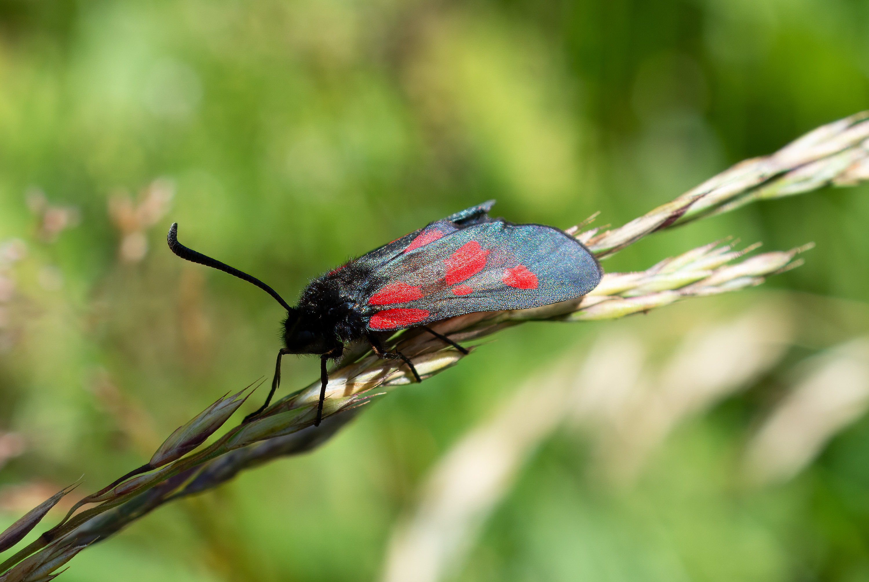 Zygaena viciae. Broby, Sweden. Photo: Lars Salomon. CC BY-NC 4.0.