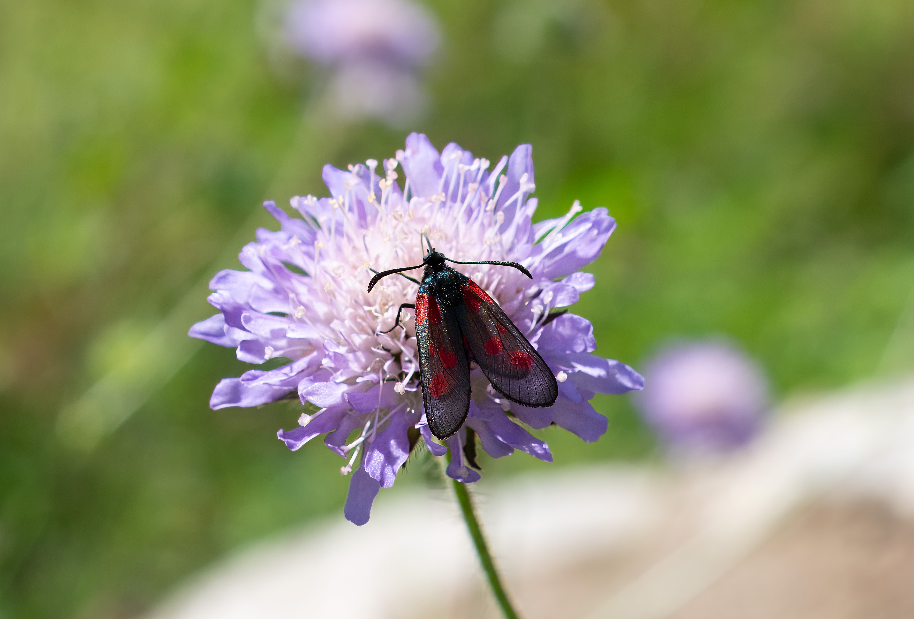 Zygaena viciae. Broby, Sweden. Photo: Lars Salomon. CC BY-NC 4.0.