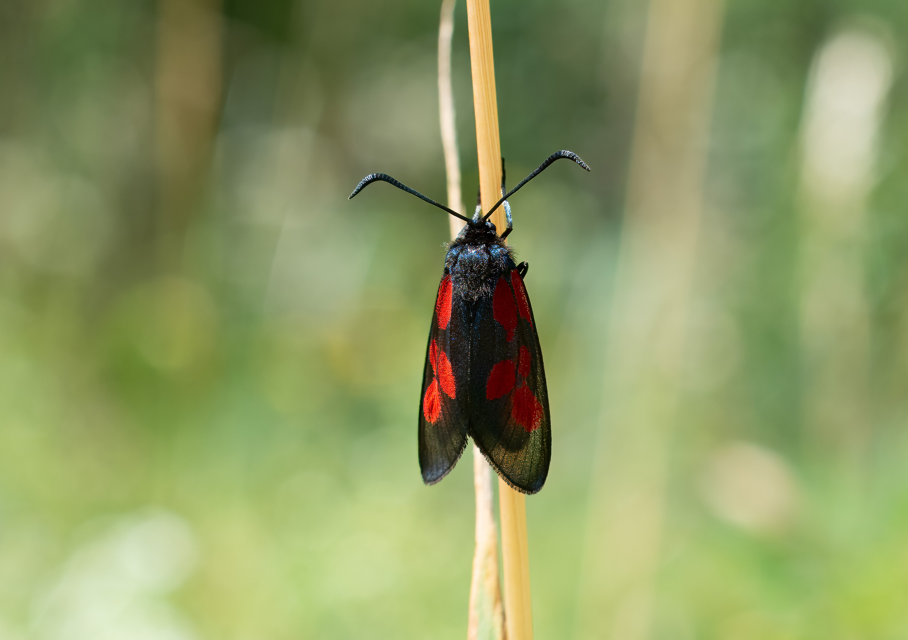 Zygaena viciae. Broby, Sweden. Photo: Lars Salomon. CC BY-NC 4.0.