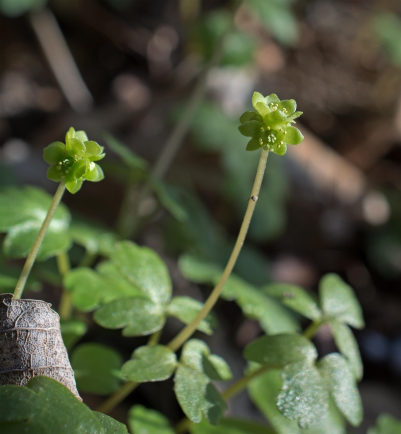 Adoxa moschatellina, Kulla Gunnarstorp (Sweden). Photo: Lars Salomon. CC BY-NC 4.0 Adoxa moschatellina, Kulla Gunnarstorp (Sweden). Photo: Lars Salomon. CC BY-NC 4.0