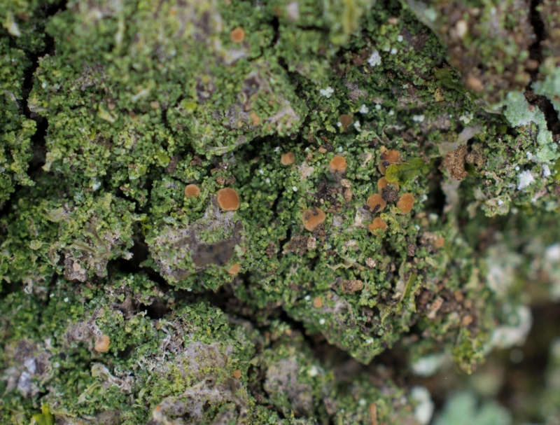 Bacidia rubella, Christinelunds ädellövskog (Sweden). Photo: Lars Salomon. CC BY-NC 4.0. Bacidia rubella, Christinelunds ädellövskog (Sweden). Photo: Lars Salomon. CC BY-NC 4.0.