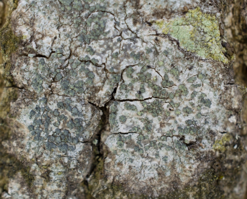 Buellia griseovirens, Christinelunds ädellövskog (Sweden). Photo: Lars Salomon. CC BY-NC 4.0. Buellia griseovirens, Christinelunds ädellövskog (Sweden). Photo: Lars Salomon. CC BY-NC 4.0.