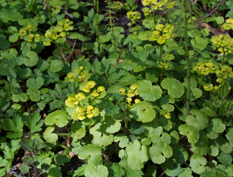 Chrysosplenium alternifolium, Nällåkra (Sweden). Photo: Lars Salomon. CC BY-NC 4.0 Chrysosplenium alternifolium, Nällåkra (Sweden). Photo: Lars Salomon. CC BY-NC 4.0