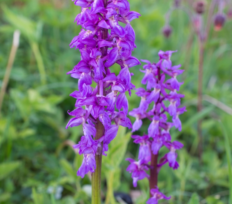 Dactylorhiza majalis subsp. majalis, Hörjel (Sweden). Photo: Lars Salomon. CC BY-NC 4.0 Dactylorhiza majalis subsp. majalis, Hörjel (Sweden). Photo: Lars Salomon. CC BY-NC 4.0