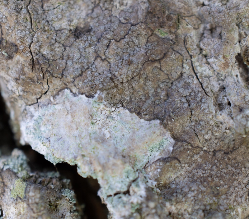Dendrographa decolorans, Hjälmshults Kungsgård (Sweden). Photo: Lars Salomon. CC BY-NC 4.0. Dendrographa decolorans, Hjälmshults Kungsgård (Sweden). Photo: Lars Salomon. CC BY-NC 4.0.